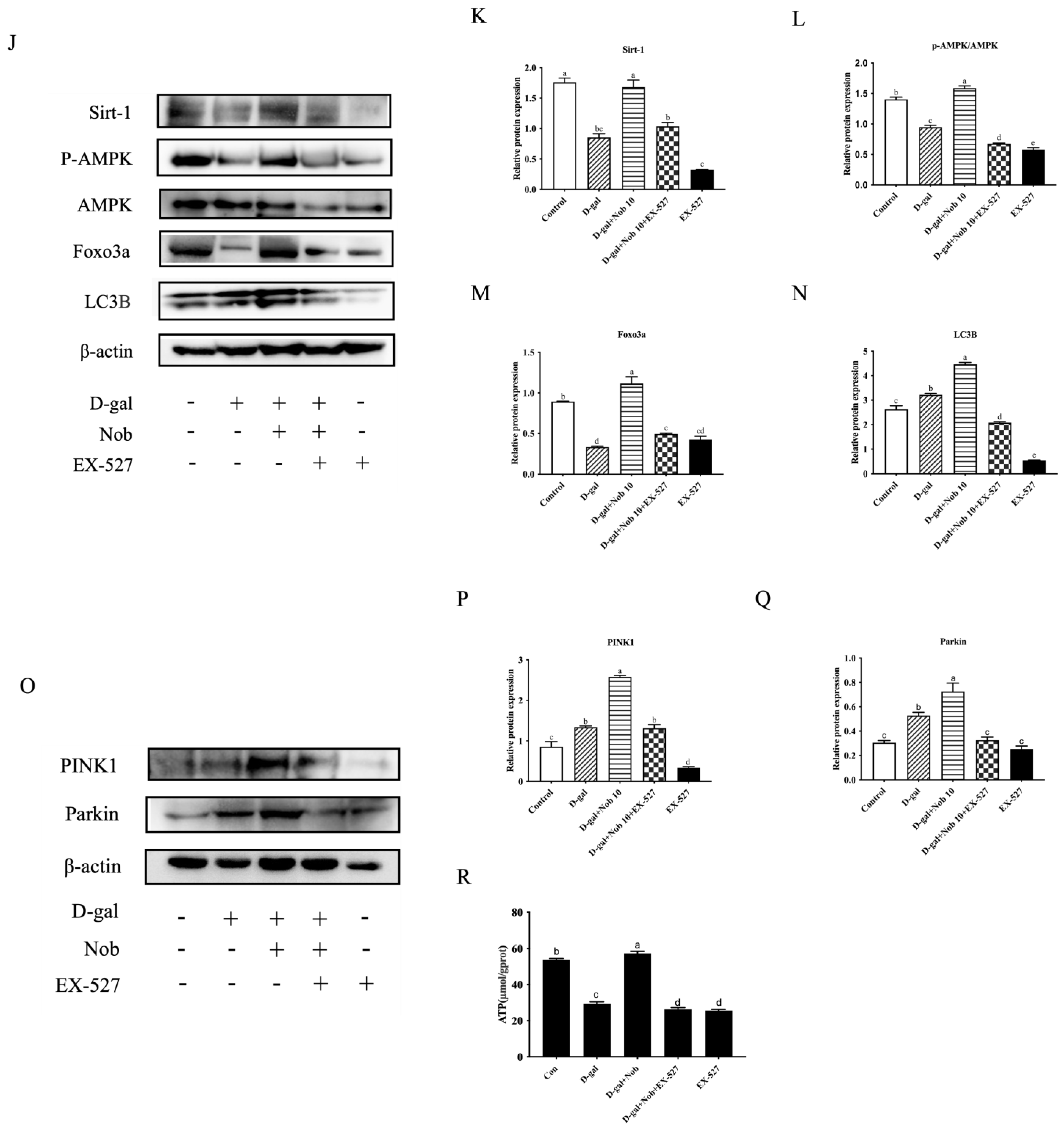 Cells 13 00415 g007b