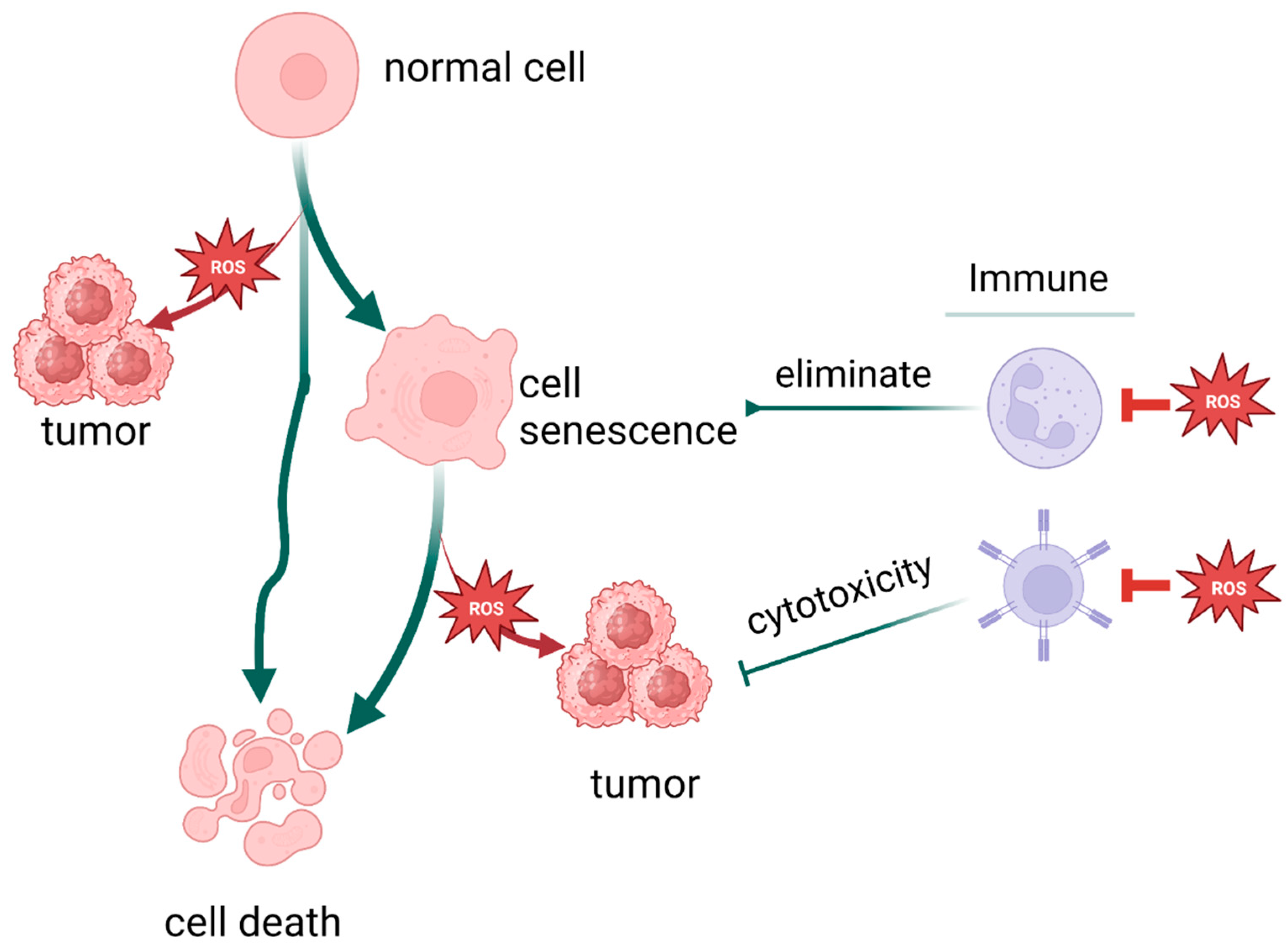 Cells | Free Full-Text | The Role of Oxidative Stress in Tumorigenesis and  Progression