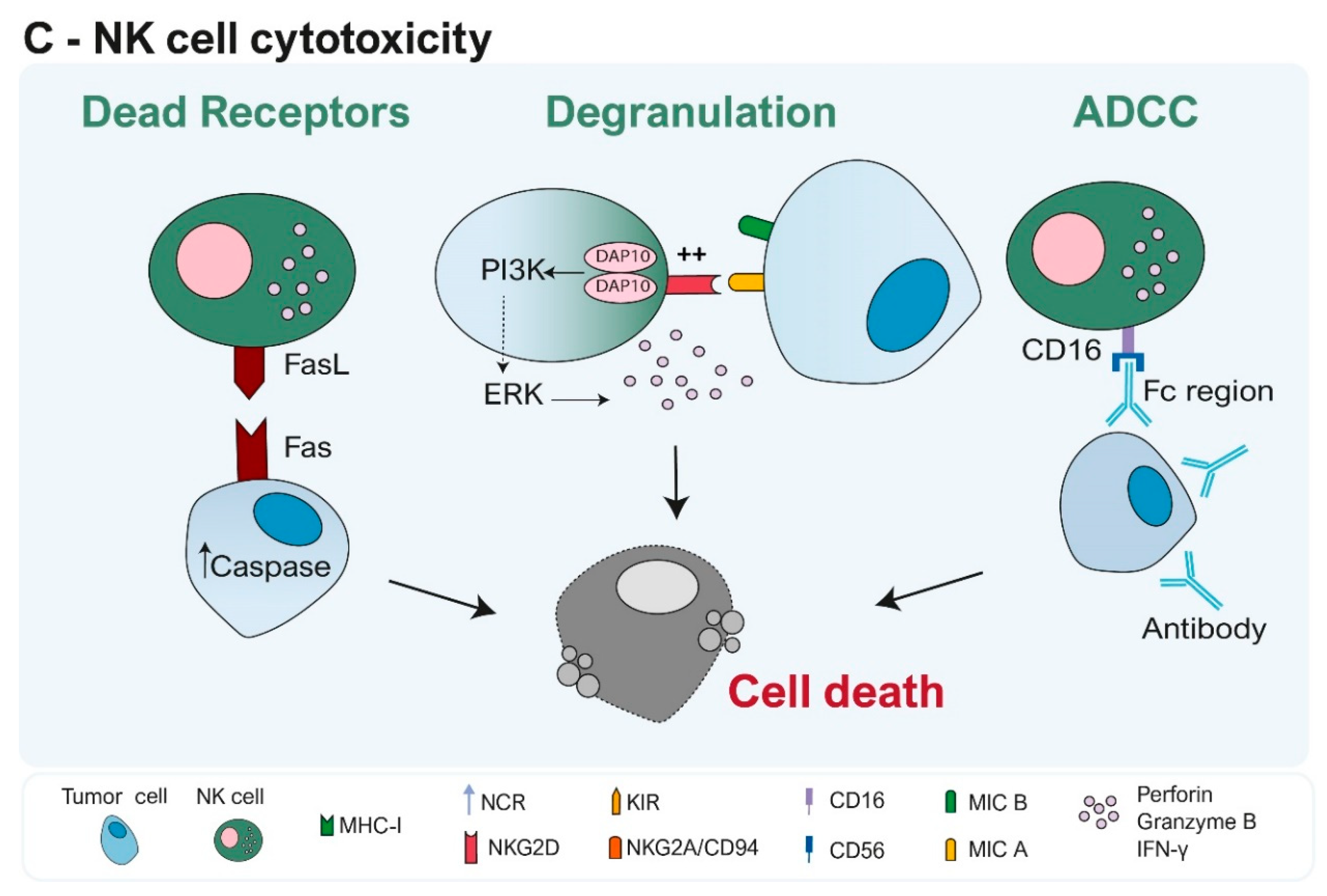 Cells 13 00451 g001b