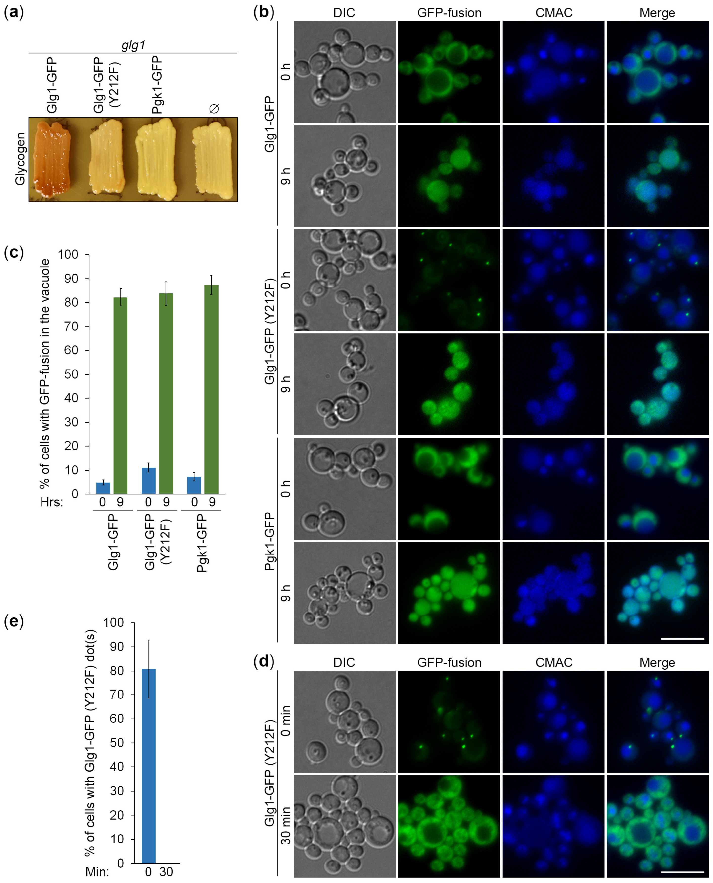 Cells 13 00467 g005 Cells 13 00467 g005