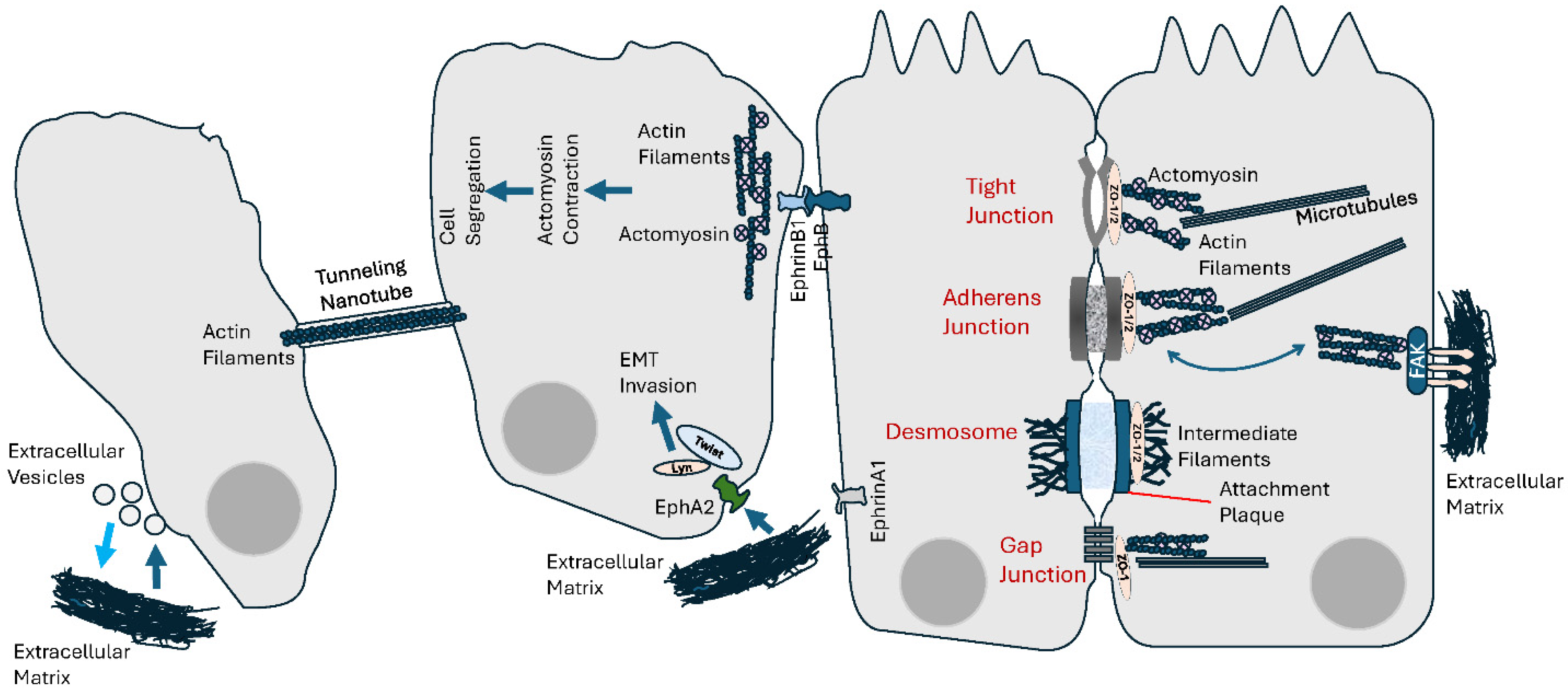 Cells 13 00495 g003 Cells 13 00495 g003