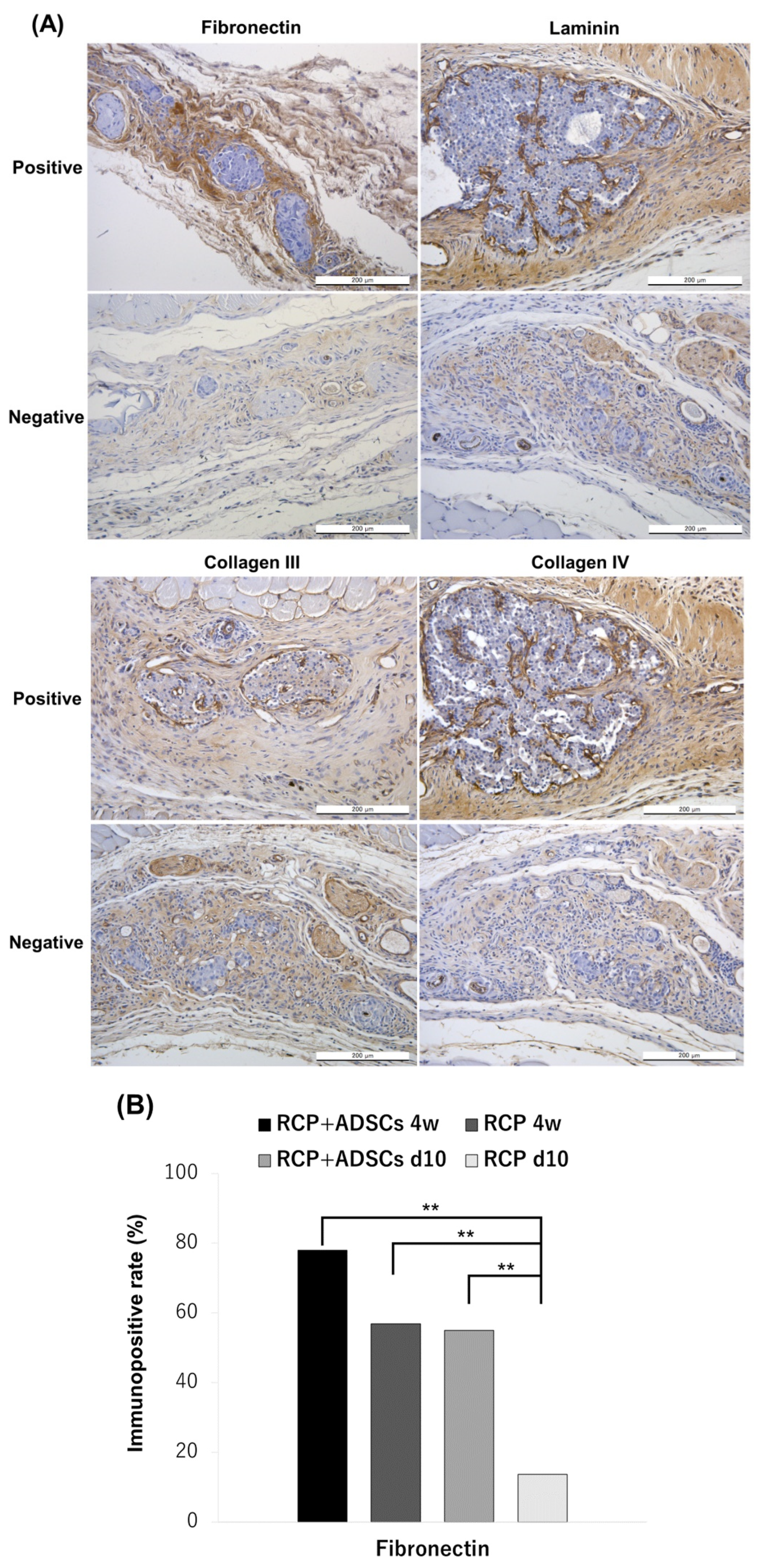 Cells 13 00499 g006a