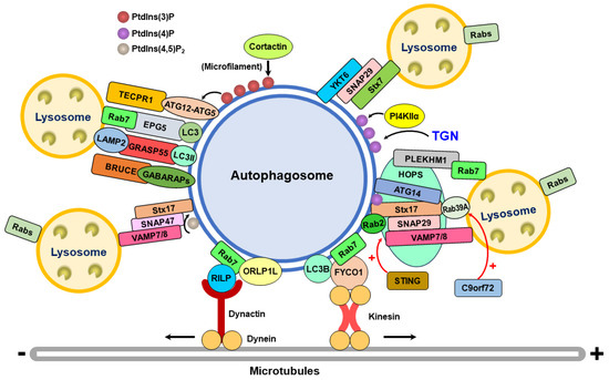 Cells | Free Full-Text | Molecular Mechanism of Autophagosome–Lysosome ...