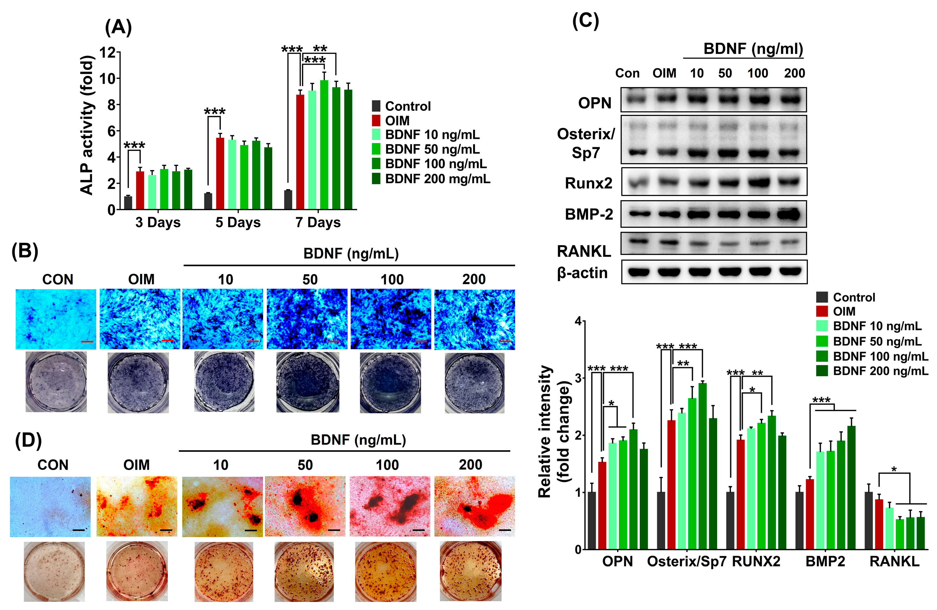 Cells 13 00518 g002