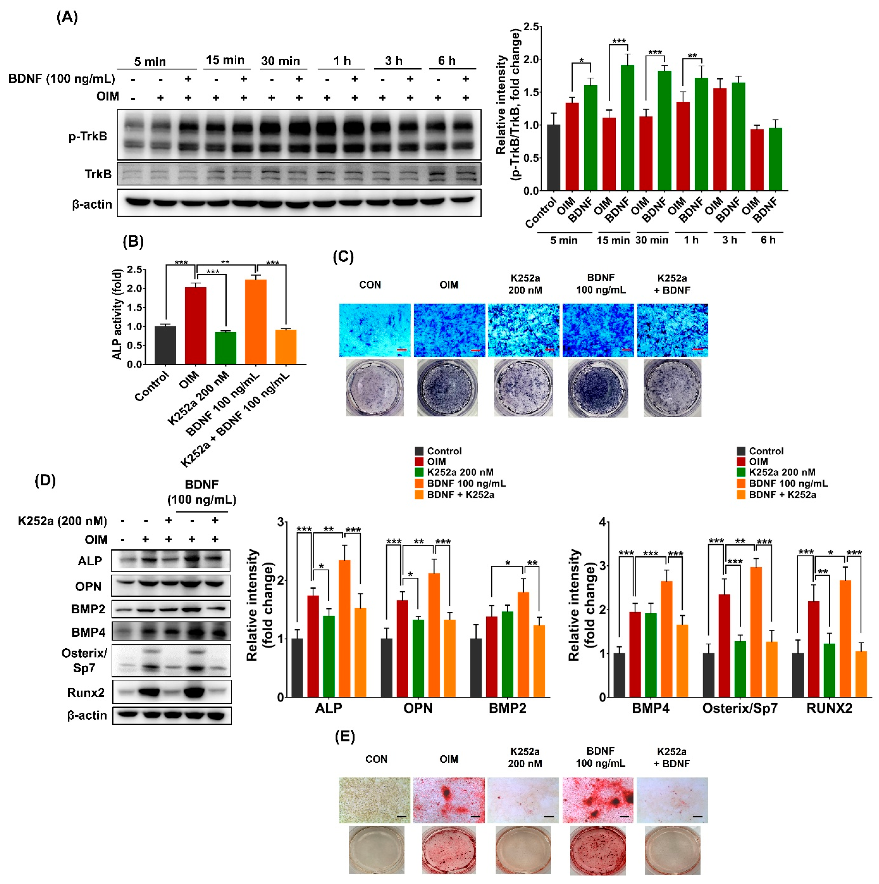 Cells 13 00518 g004