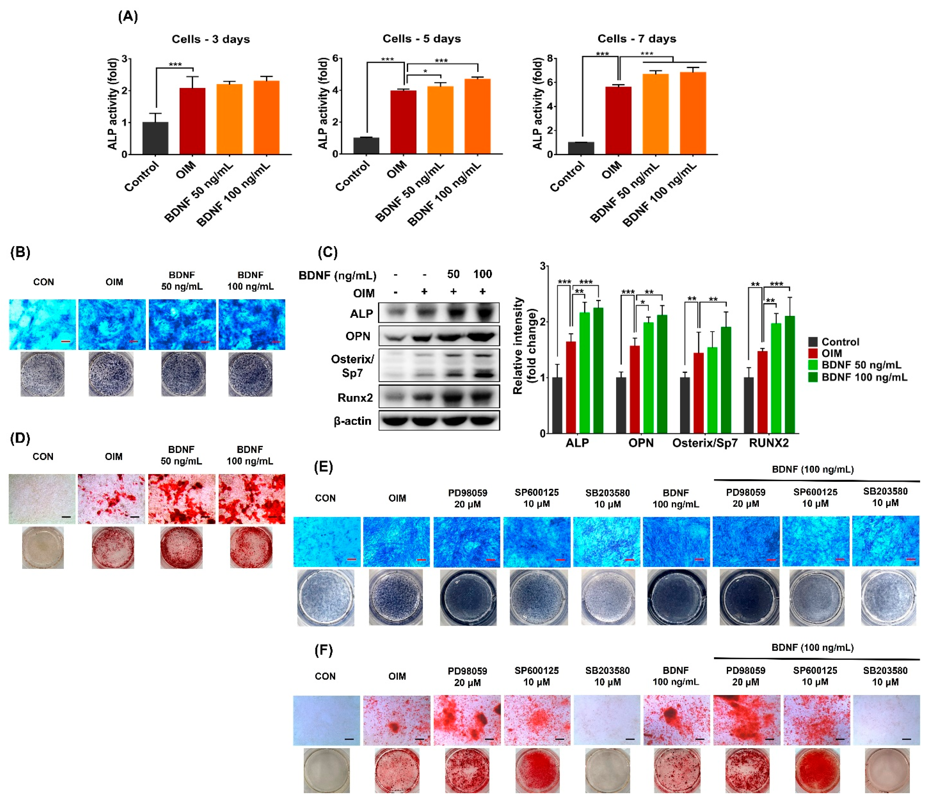 Cells 13 00518 g005
