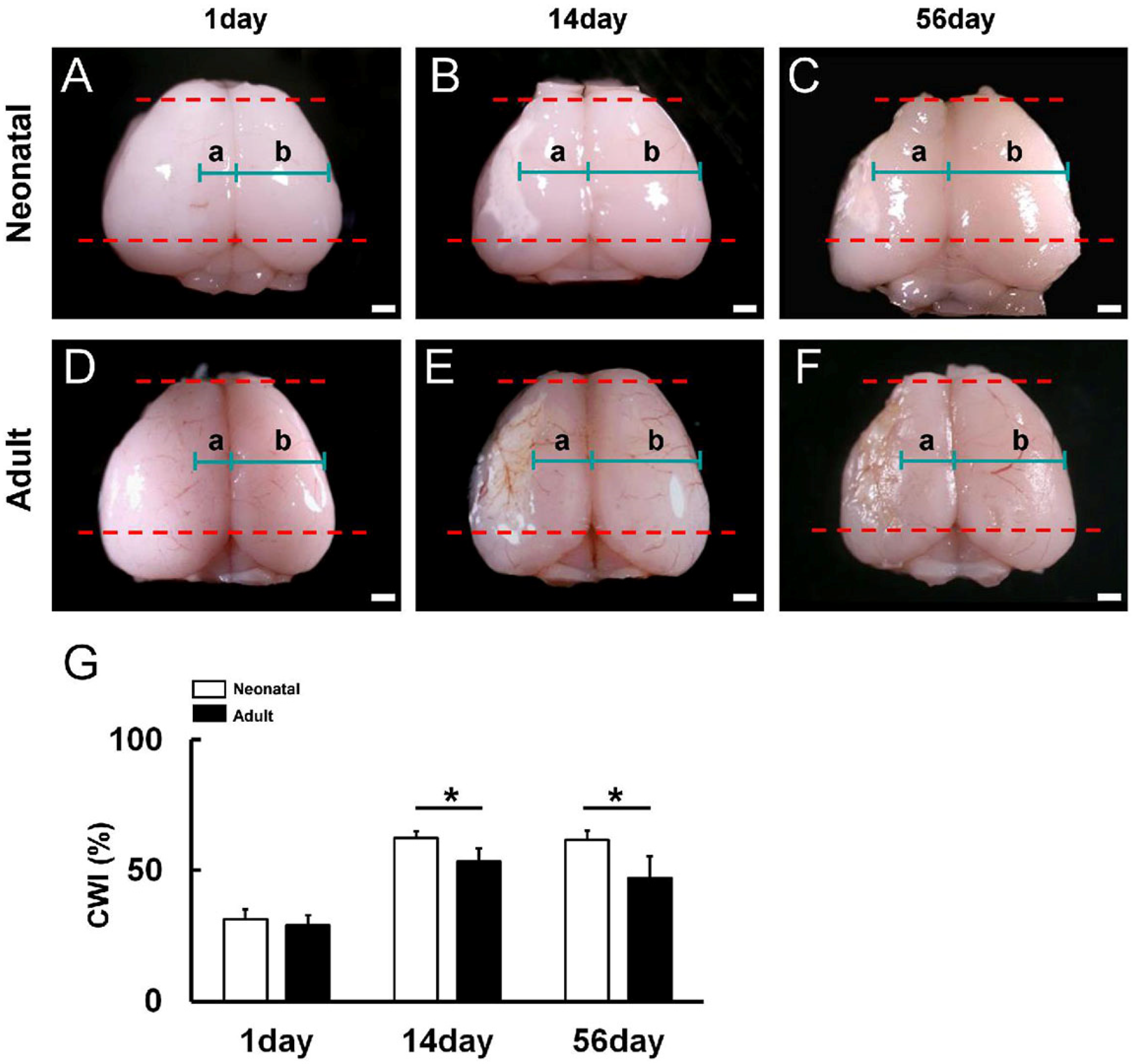 Cells 13 00519 g001 Cells 13 00519 g001