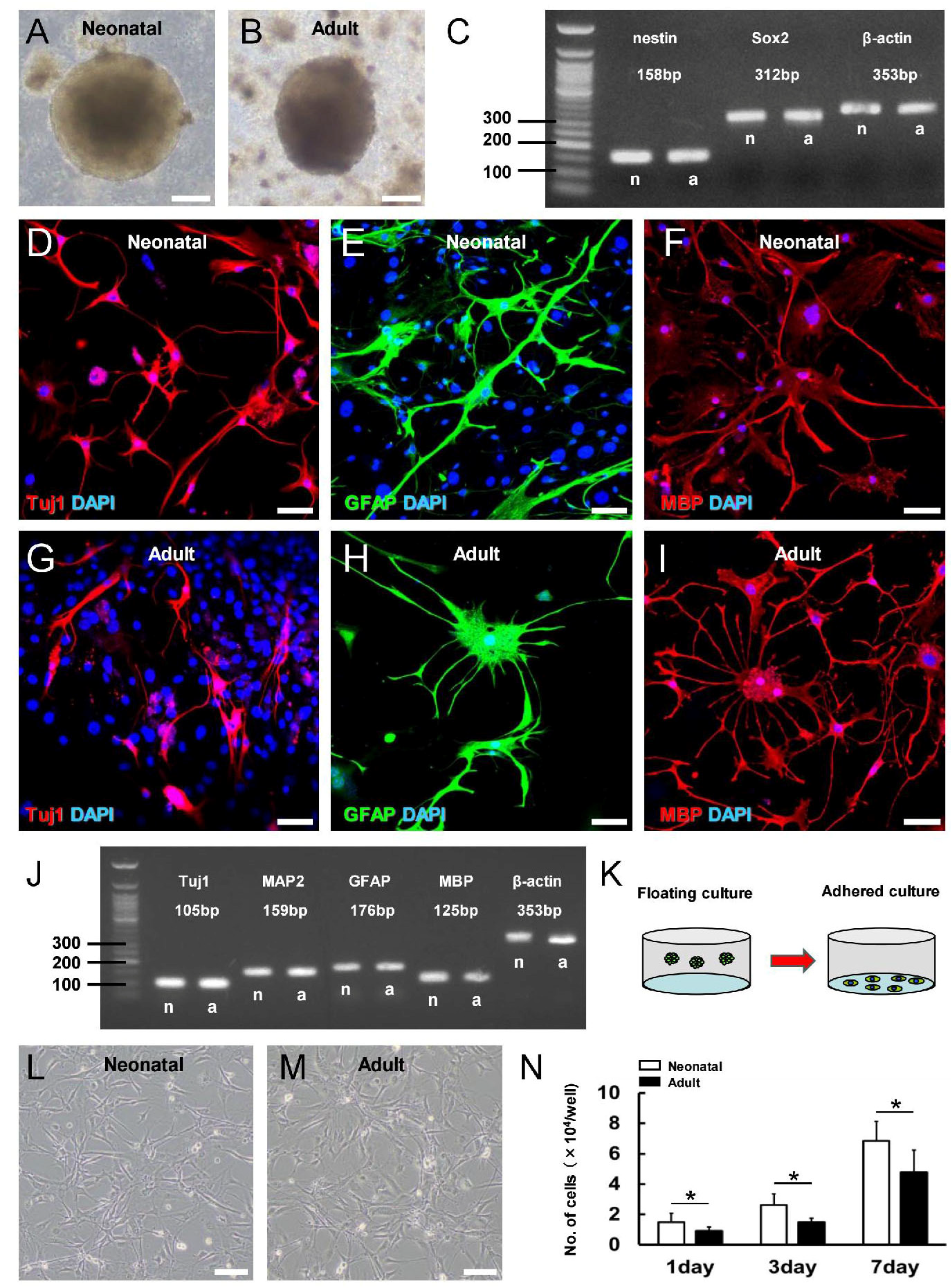 Cells 13 00519 g004 Cells 13 00519 g004