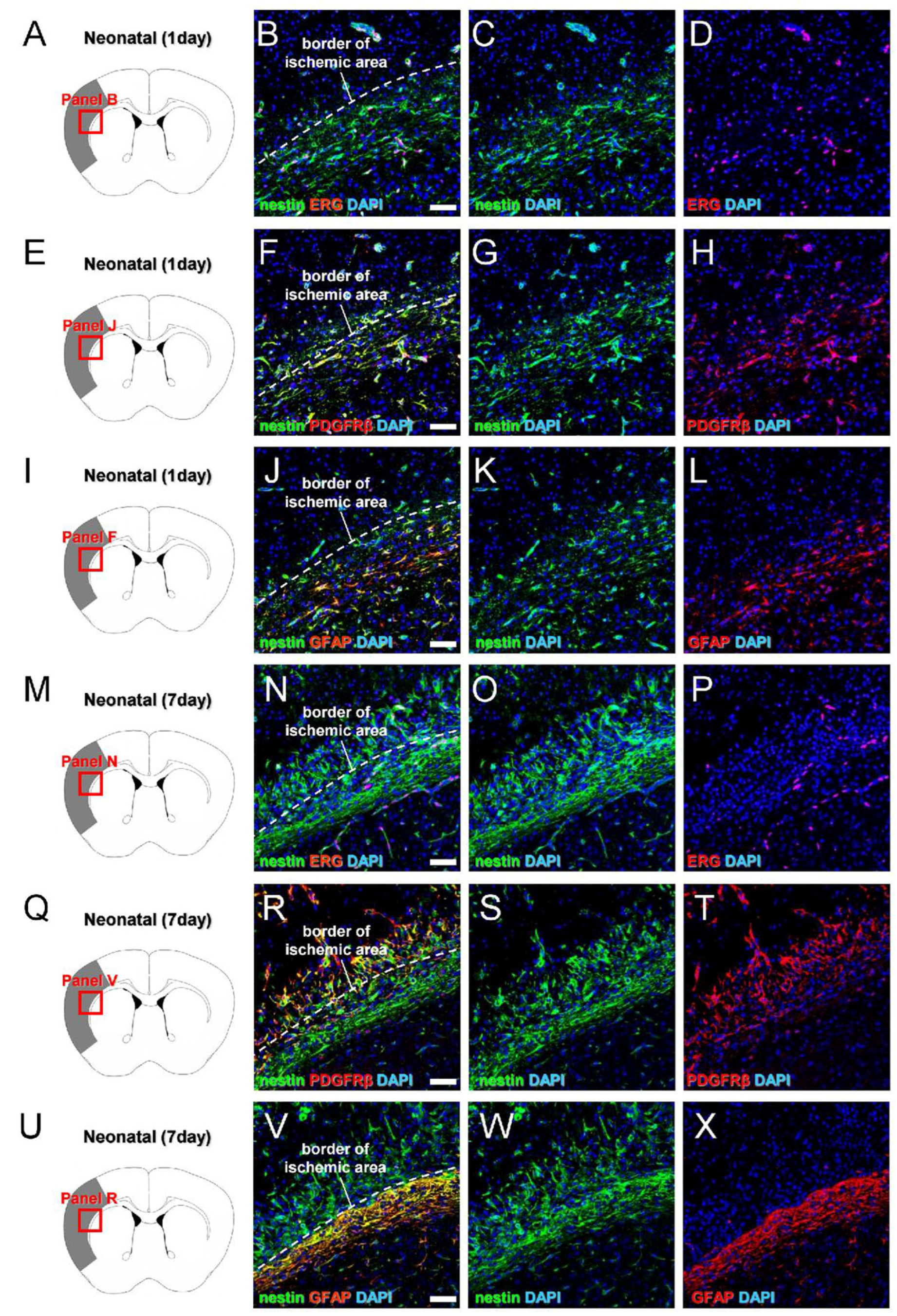 Cells 13 00519 g005 Cells 13 00519 g005