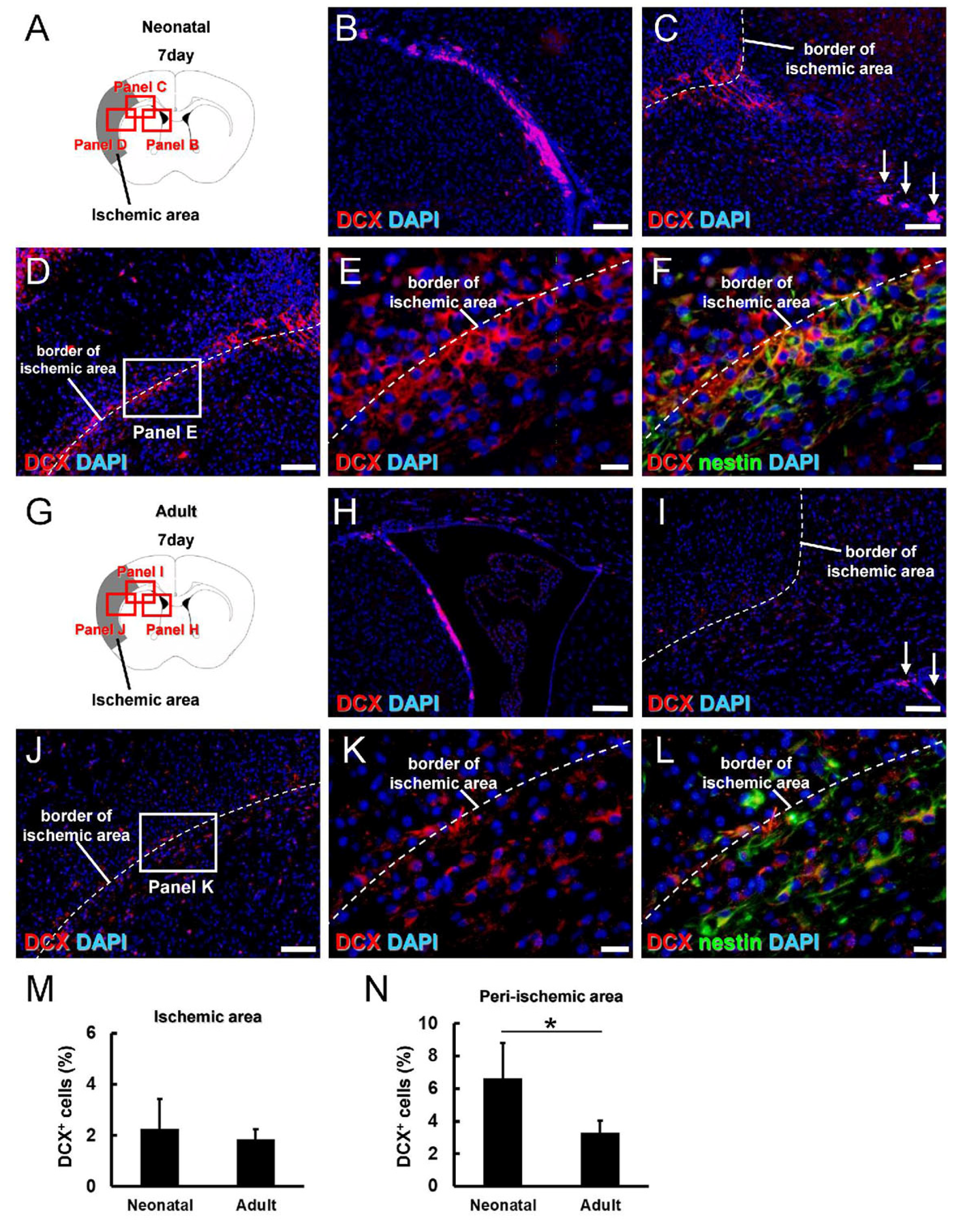 Cells 13 00519 g007 Cells 13 00519 g007