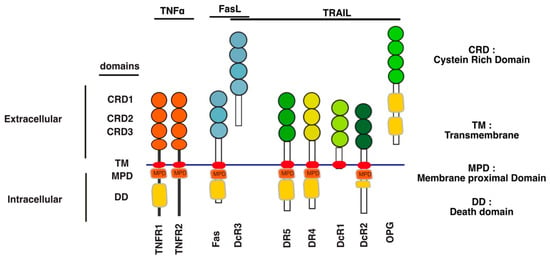 Cells | Free Full-Text | TNF-Related Apoptosis-Inducing Ligand 