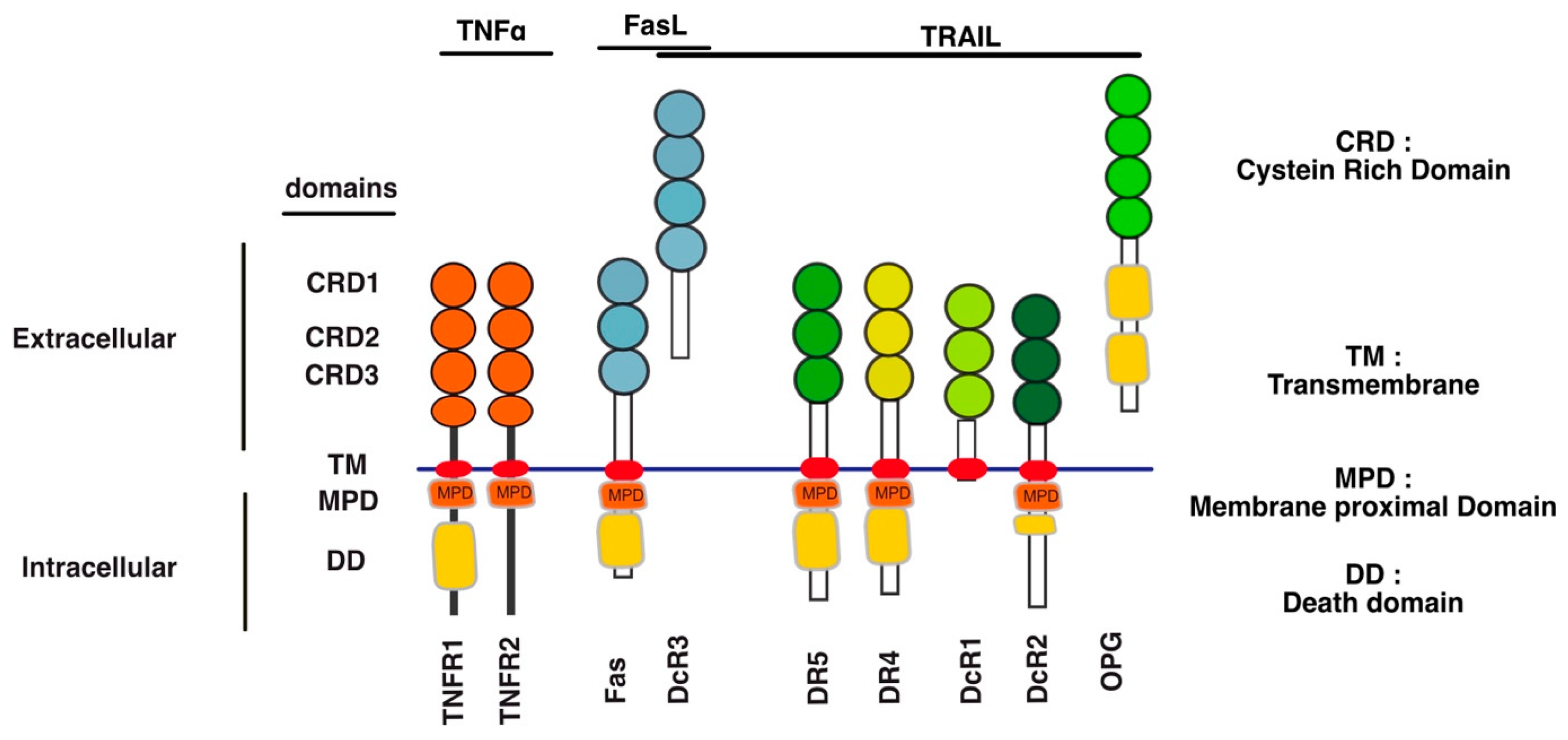 Cells | Free Full-Text | TNF-Related Apoptosis-Inducing Ligand 