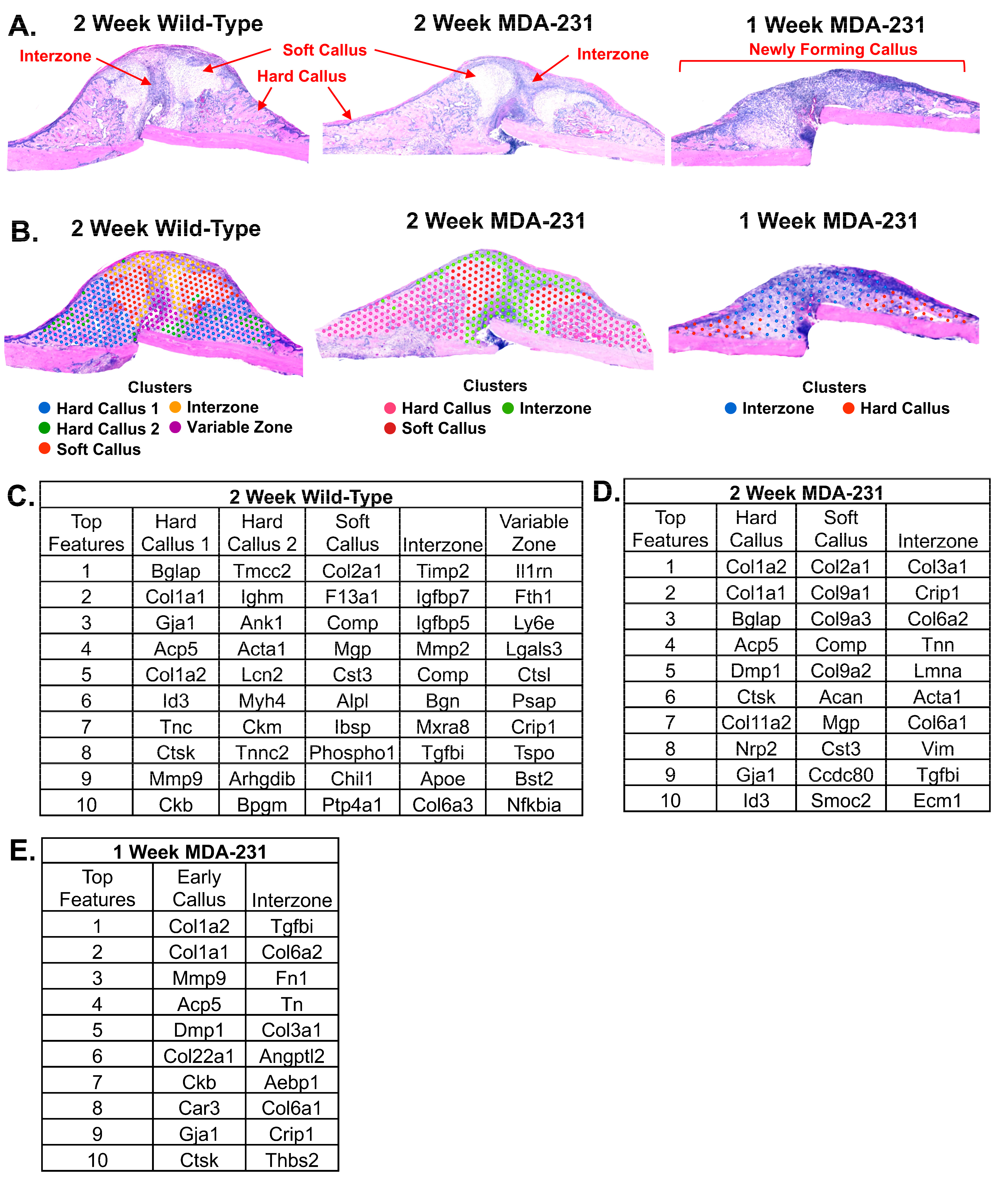 Cells 13 00522 g003