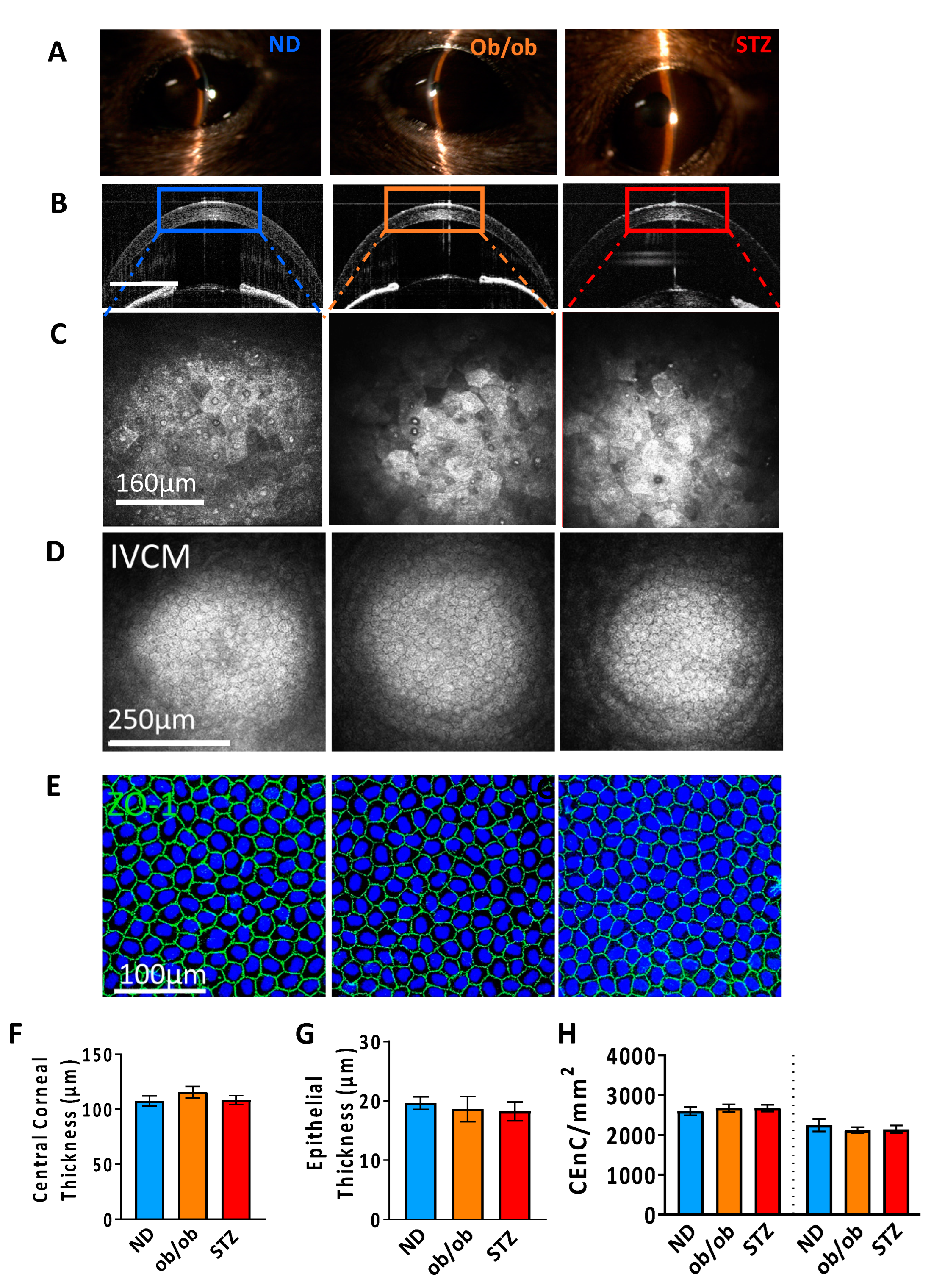Cells 13 00532 g002 Cells 13 00532 g002