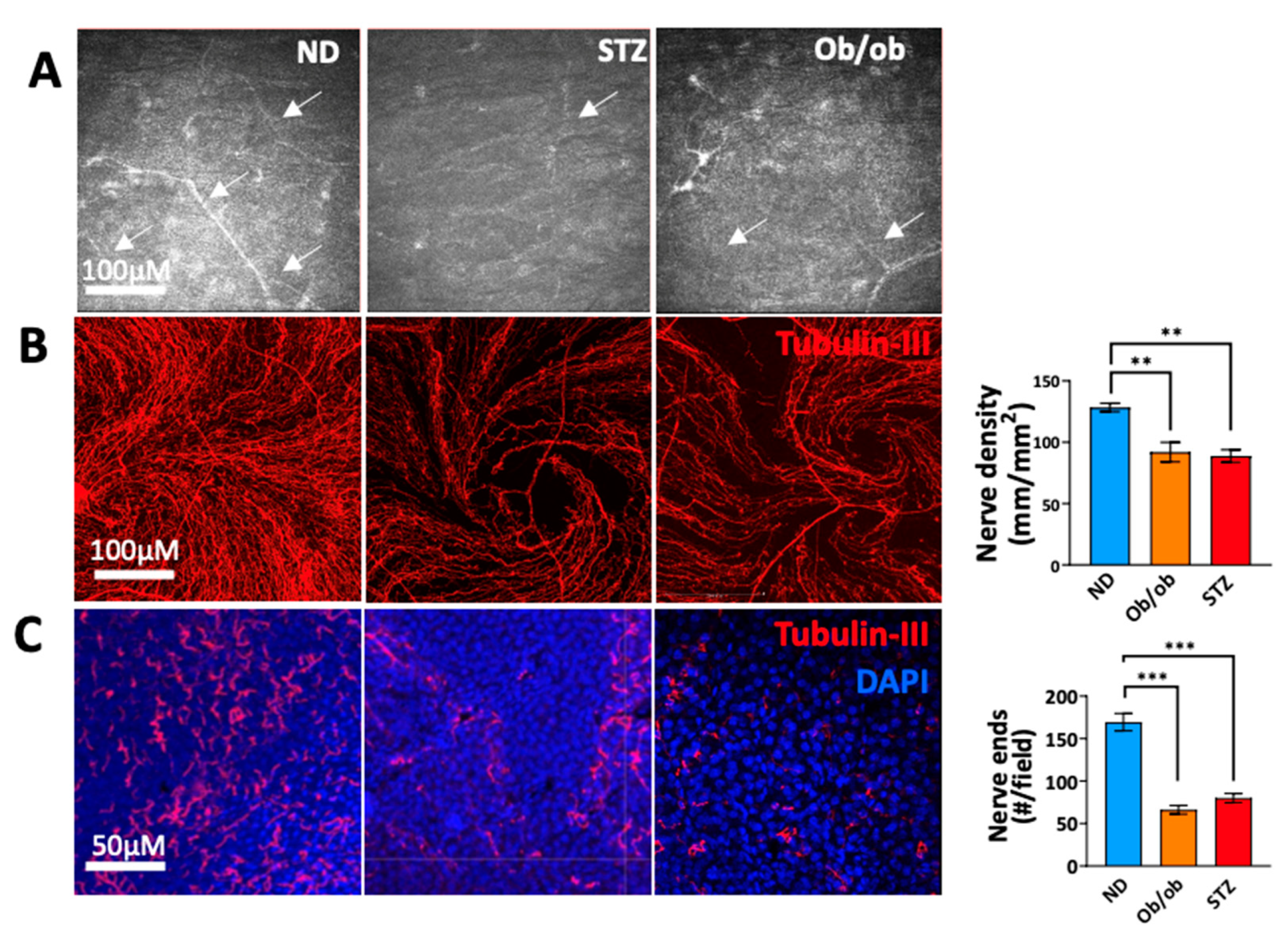 Cells 13 00532 g004 Cells 13 00532 g004