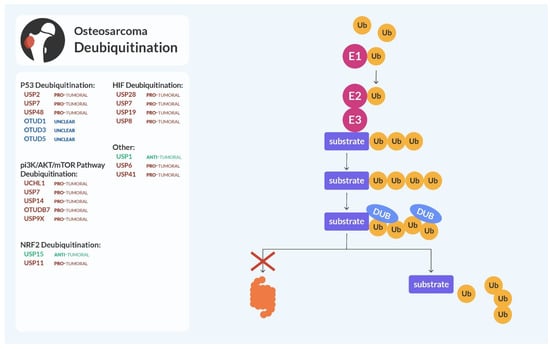 Cells | Free Full-Text | Protein Stability Regulation in 