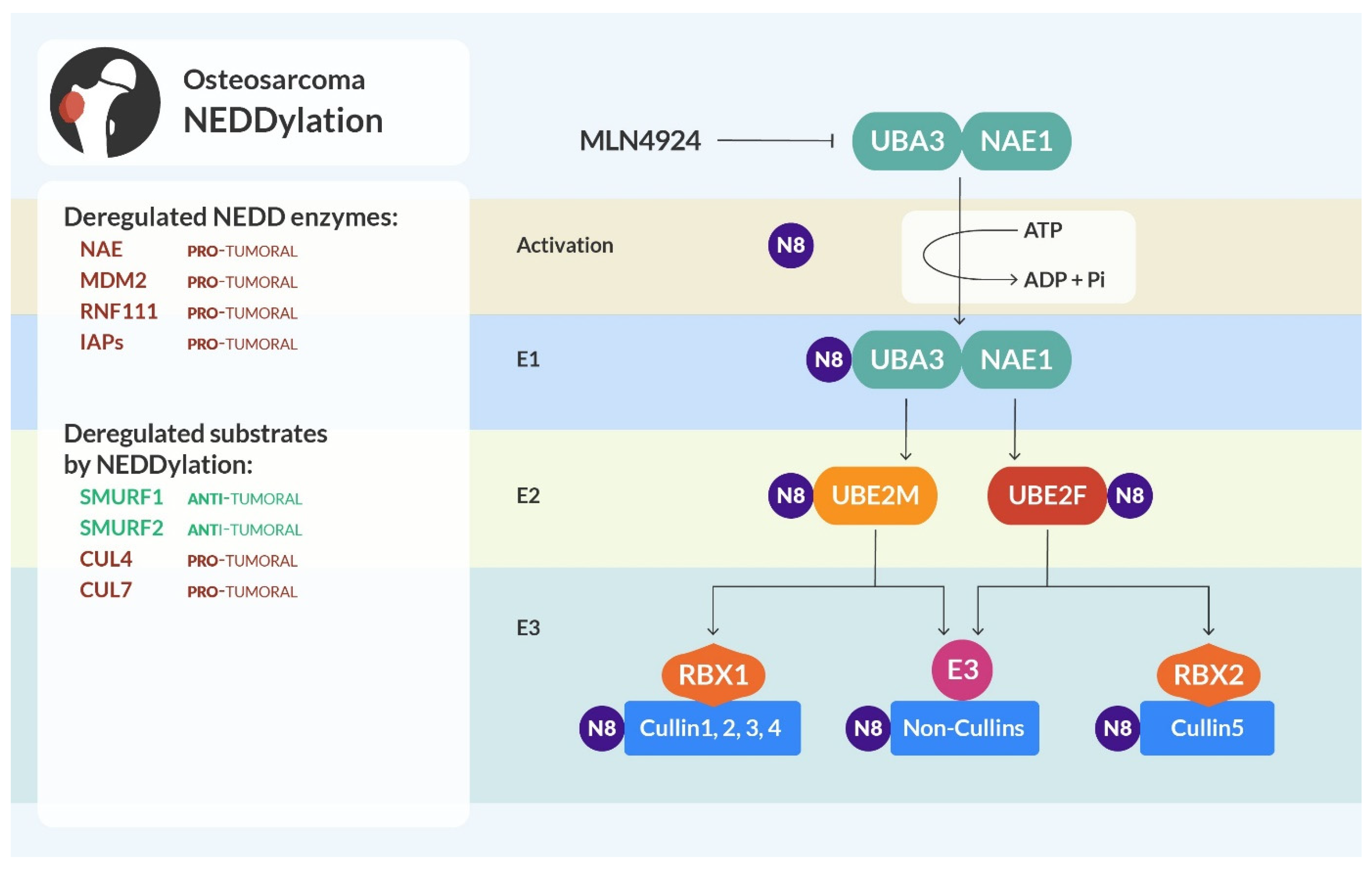 Cells | Free Full-Text | Protein Stability Regulation in 