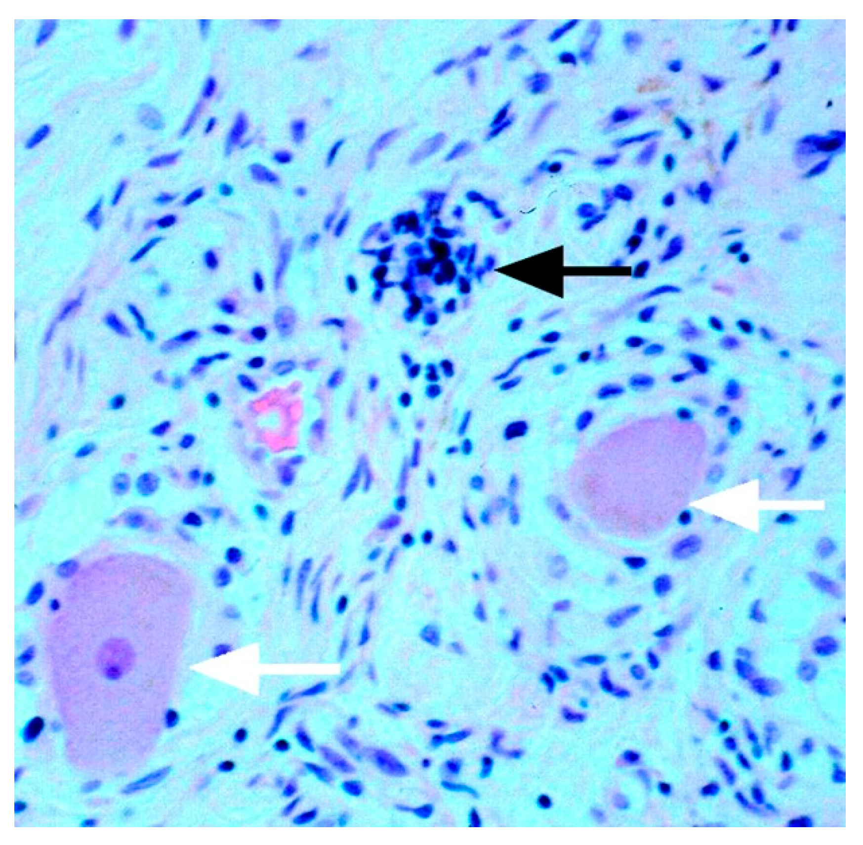 Cells 13 00566 g002 Cells 13 00566 g002