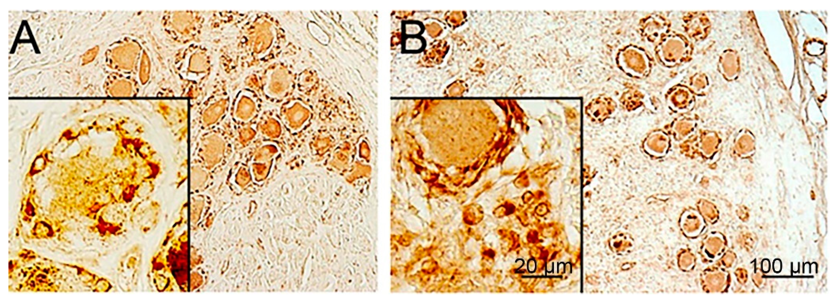 Cells 13 00566 g007 Cells 13 00566 g007