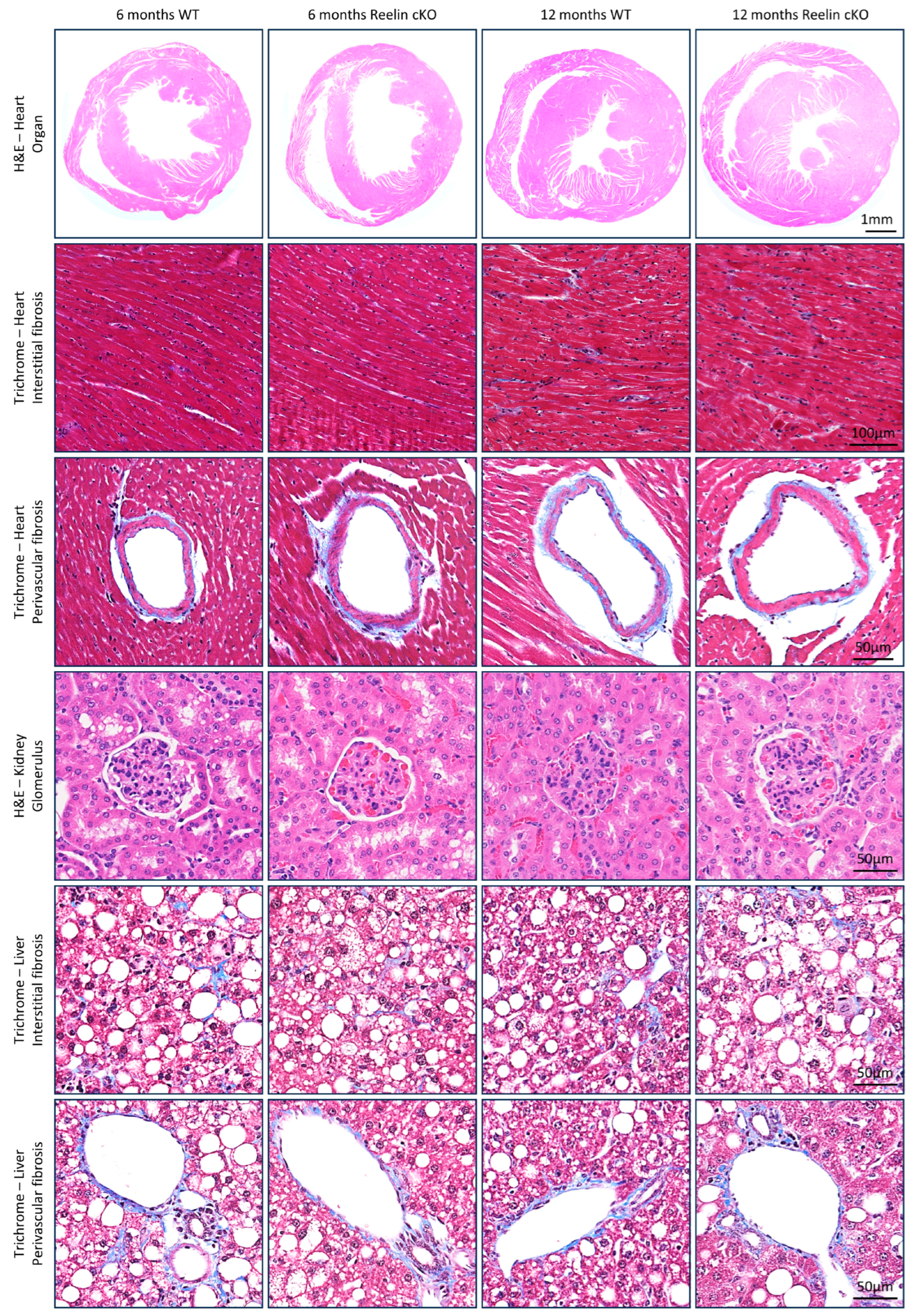Cells 13 00583 g004