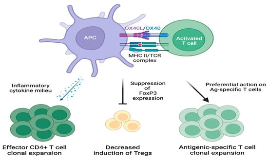 Cells | Free Full-Text | An OX-Tra’Ordinary Tale: The Role of OX40 and ...