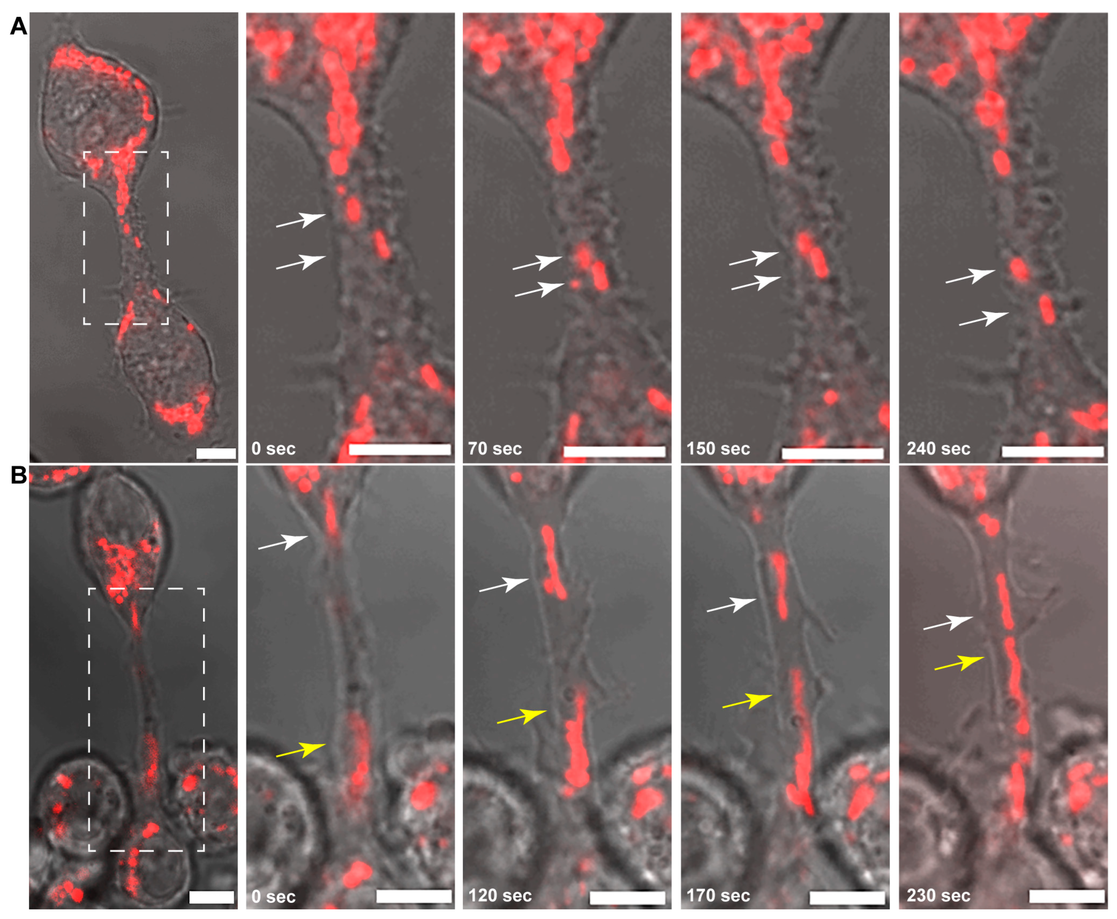 Cells 13 00607 g001