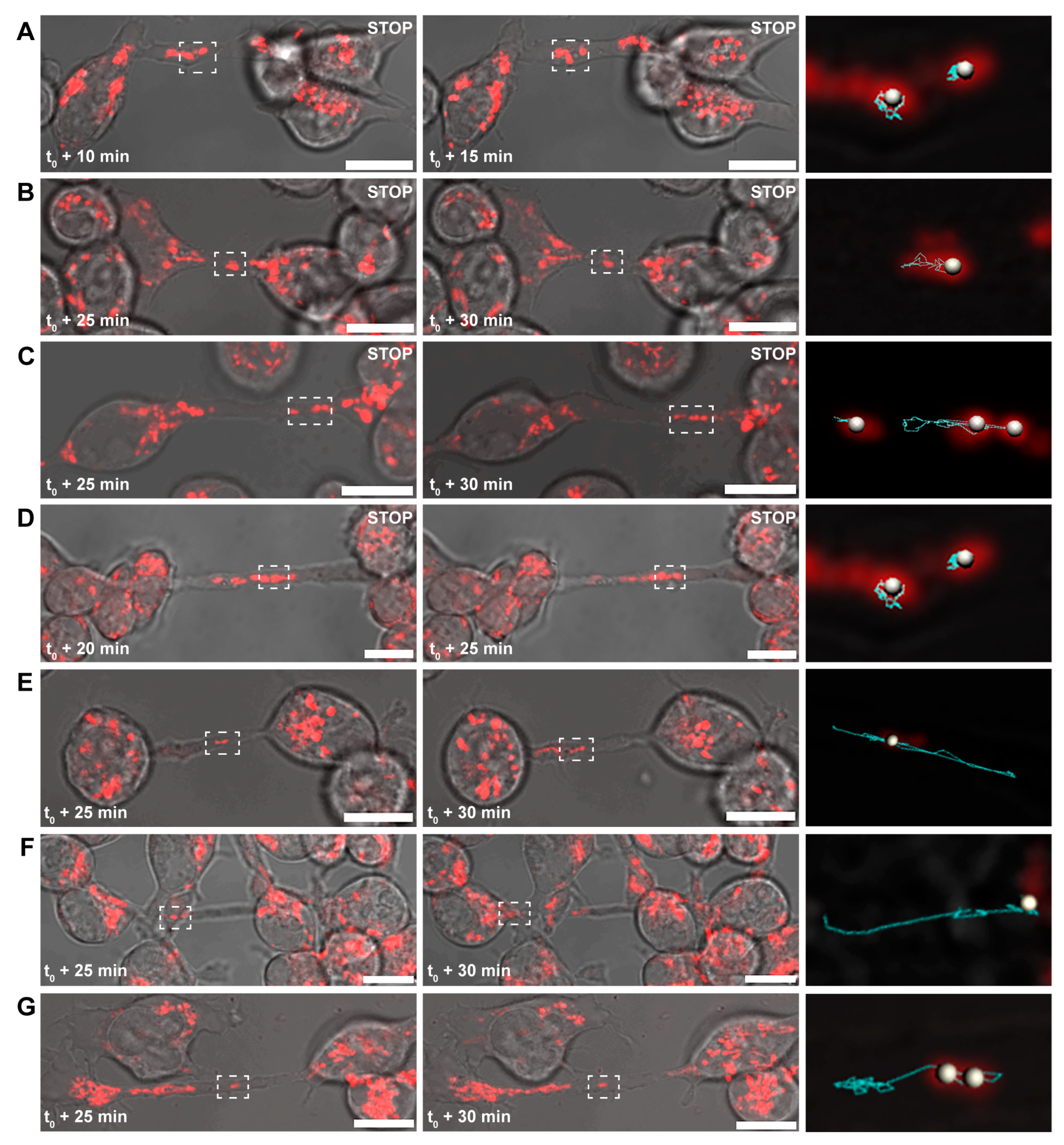 Cells 13 00607 g002