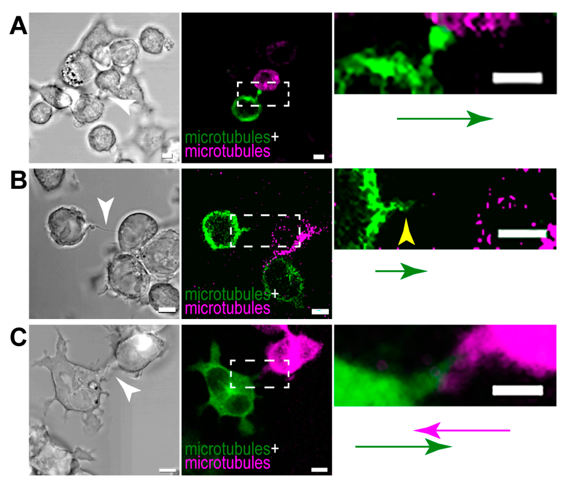 Cells 13 00607 g010