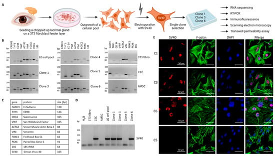 Cells | Free Full-Text | A New Immortalized Human Lacrimal Gland Cell Line