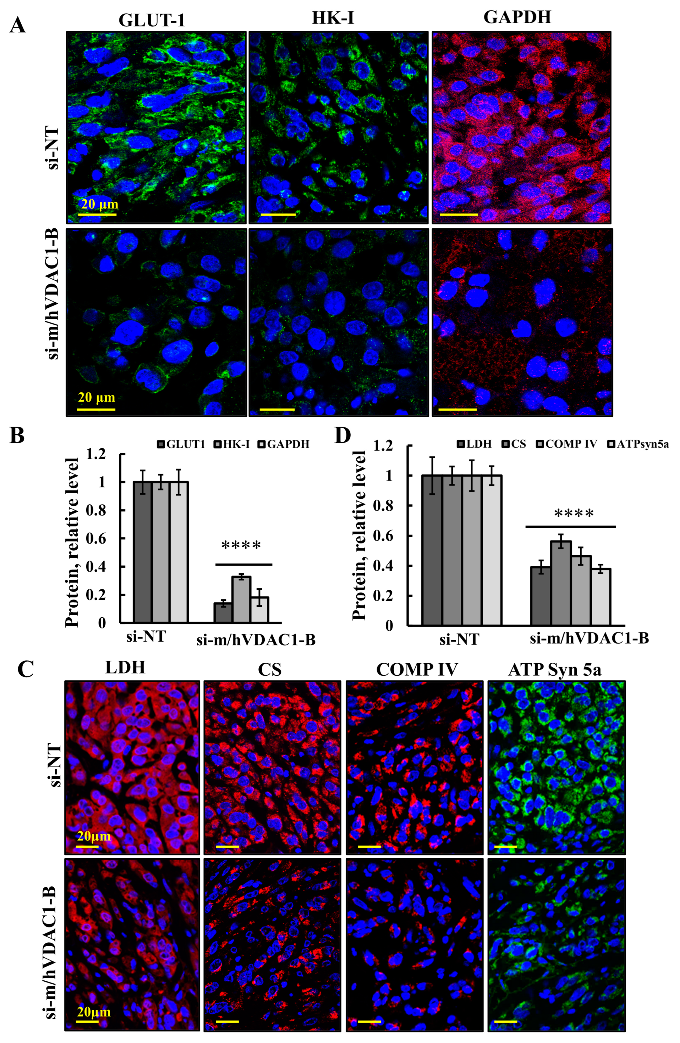 Cells 13 00627 g004 Cells 13 00627 g004