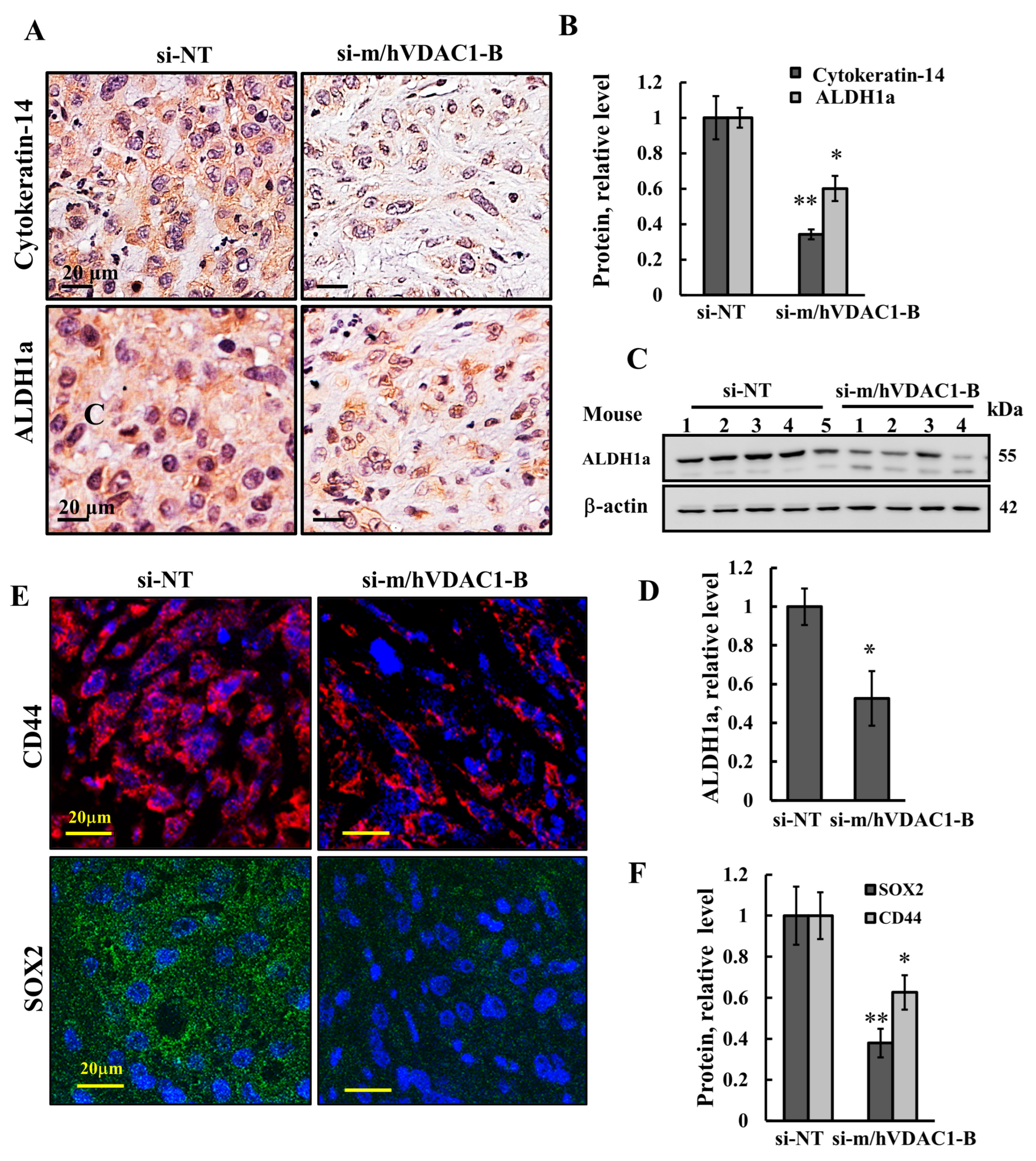 Cells 13 00627 g006 Cells 13 00627 g006