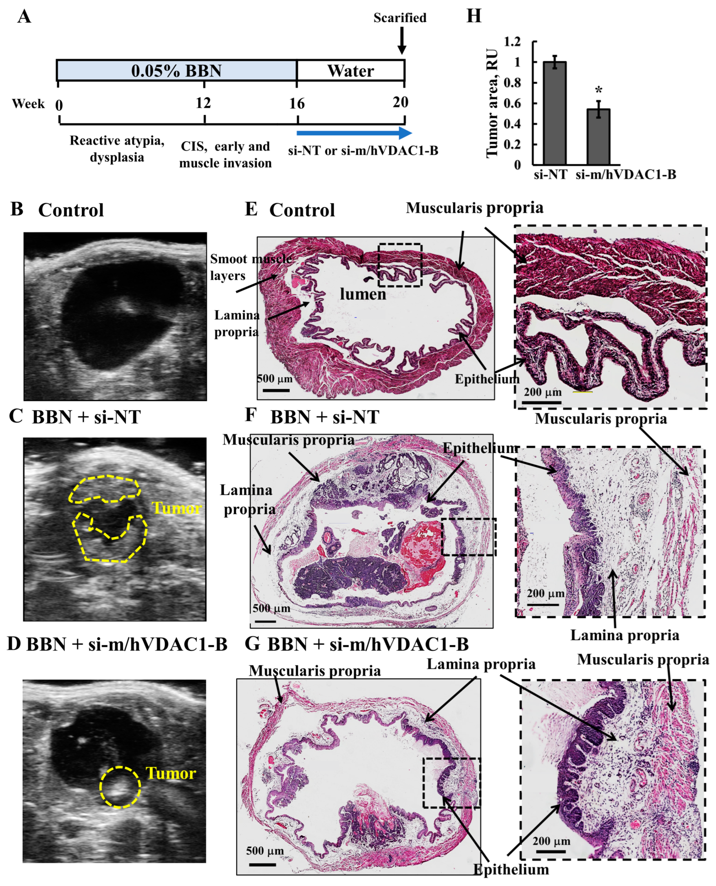 Cells 13 00627 g007 Cells 13 00627 g007