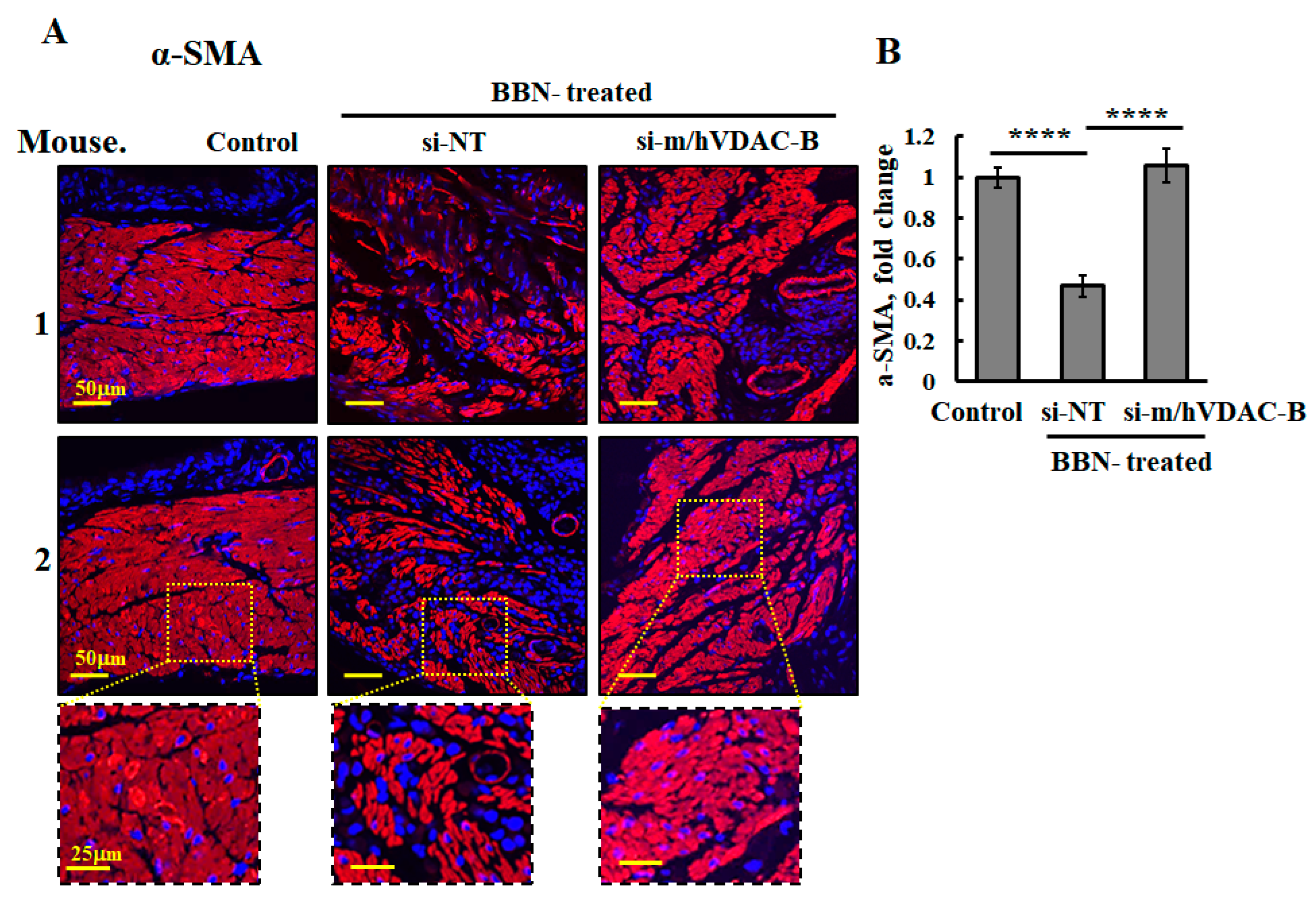 Cells 13 00627 g008 Cells 13 00627 g008