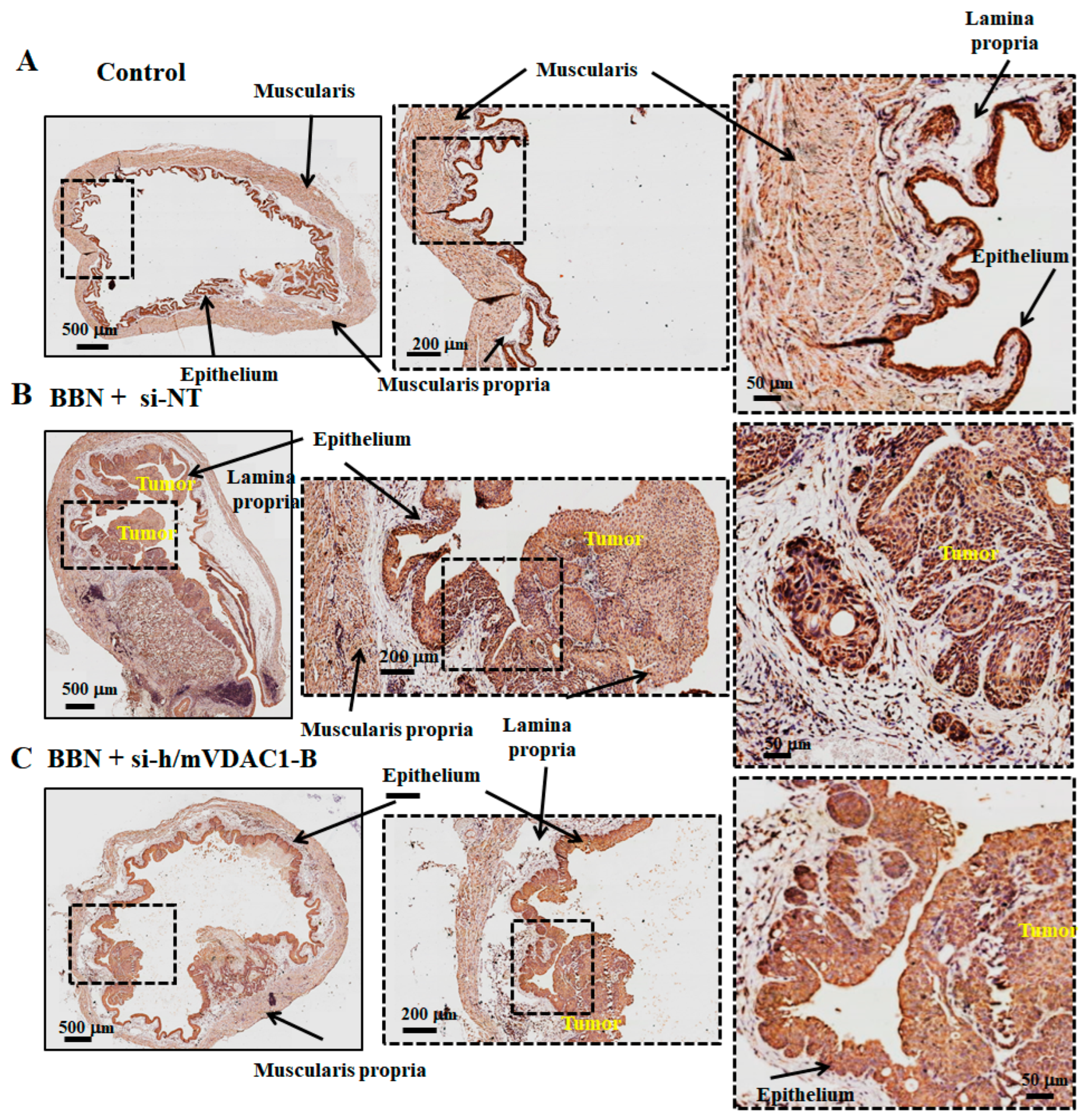 Cells 13 00627 g009 Cells 13 00627 g009