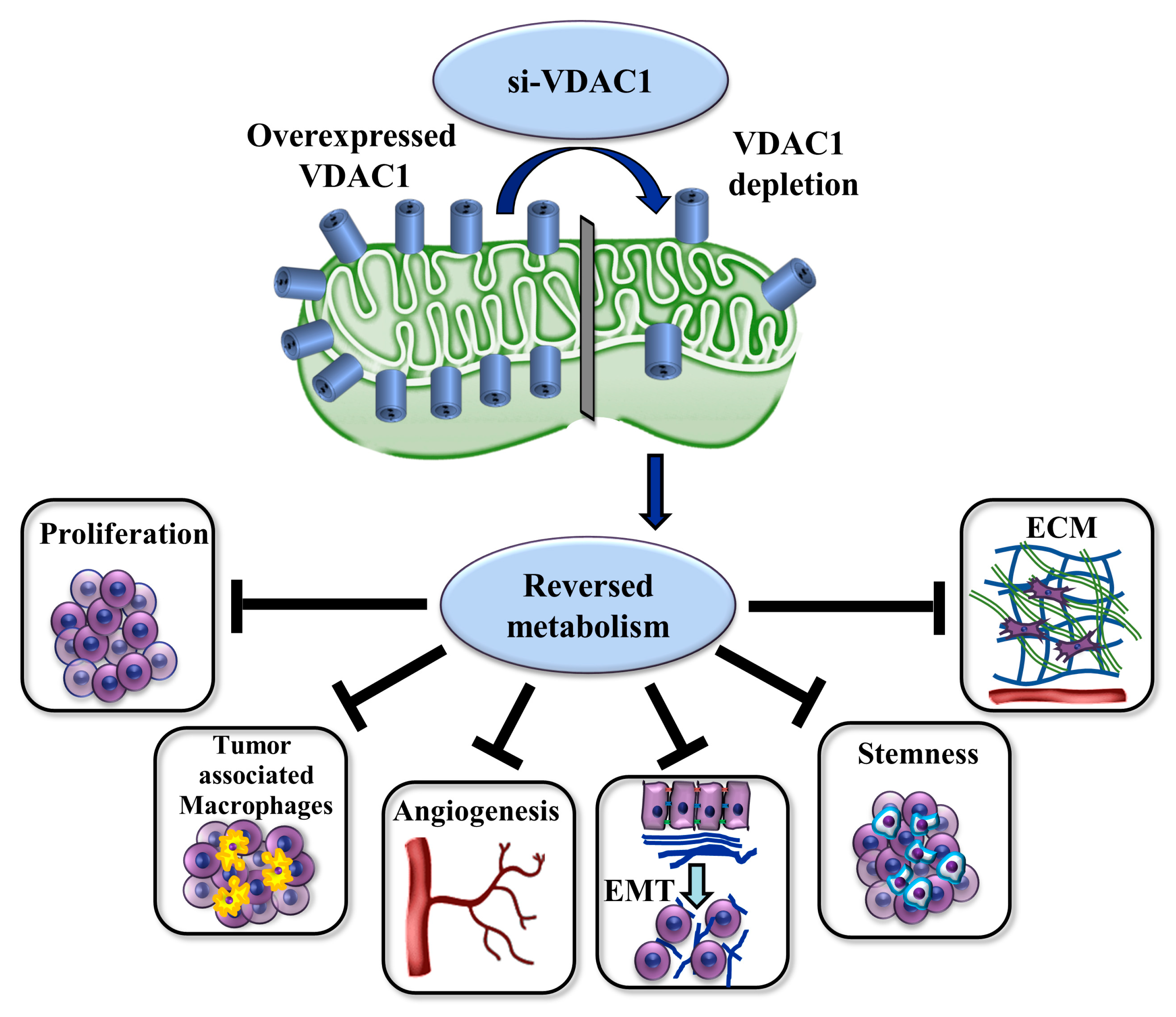 Cells 13 00627 g010 Cells 13 00627 g010