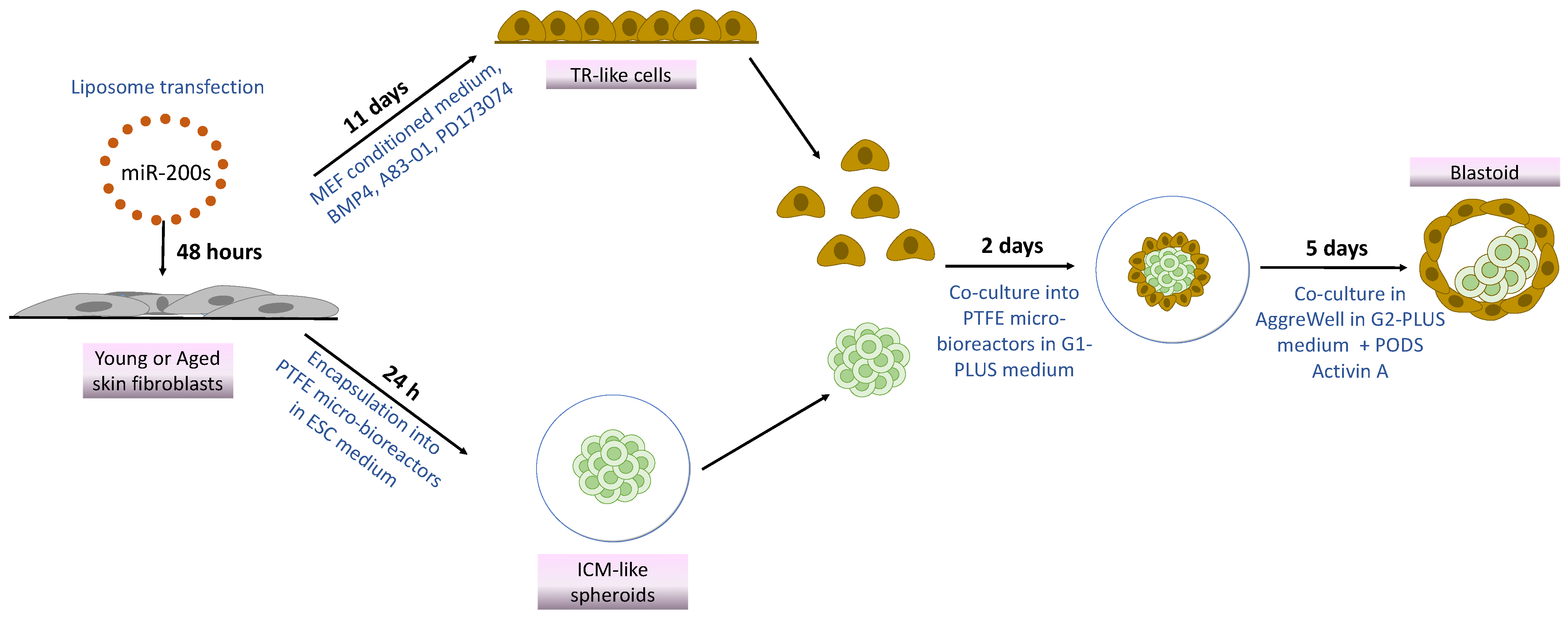 Cells 13 00628 g001 Cells 13 00628 g001