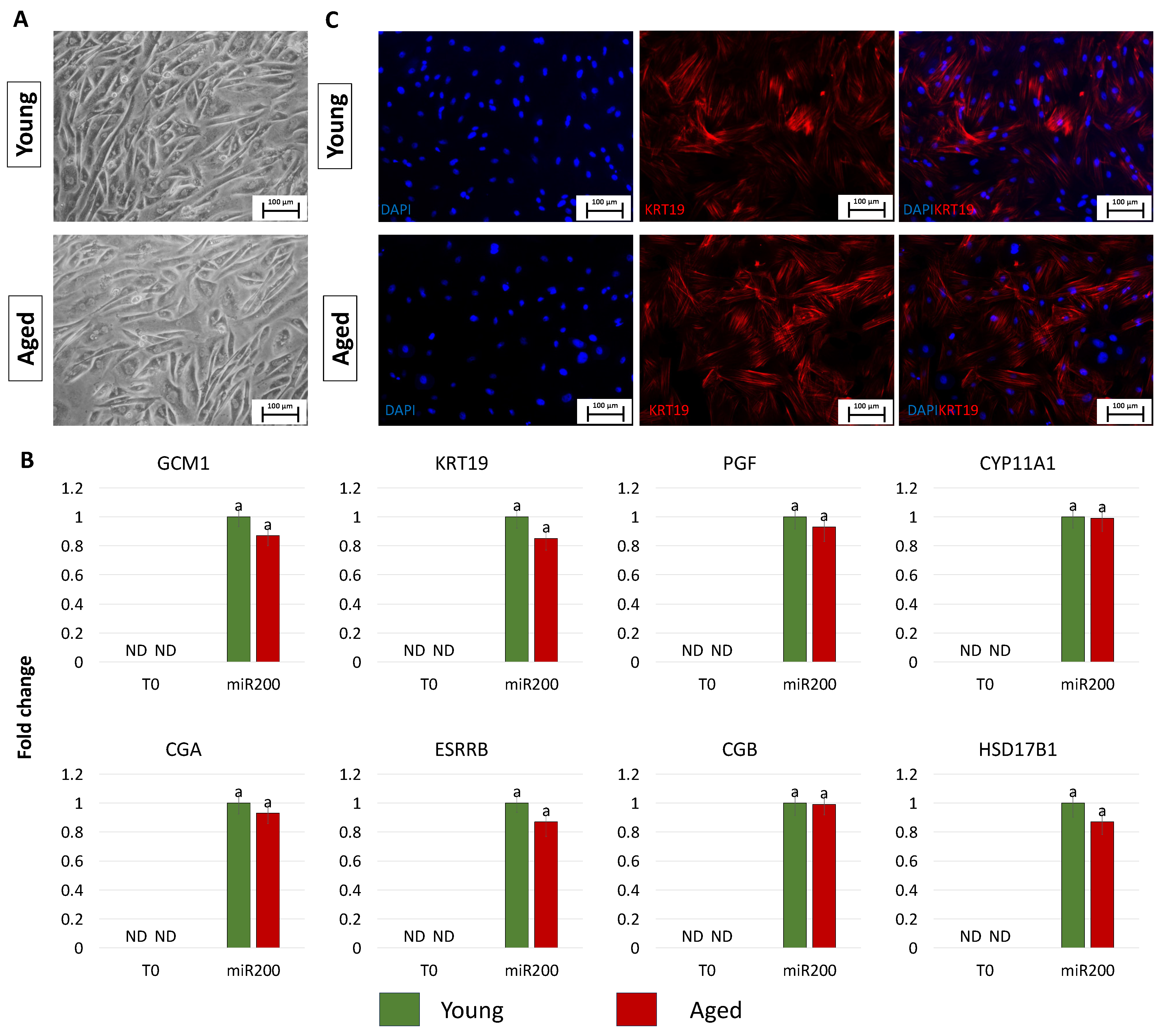 Cells 13 00628 g003 Cells 13 00628 g003