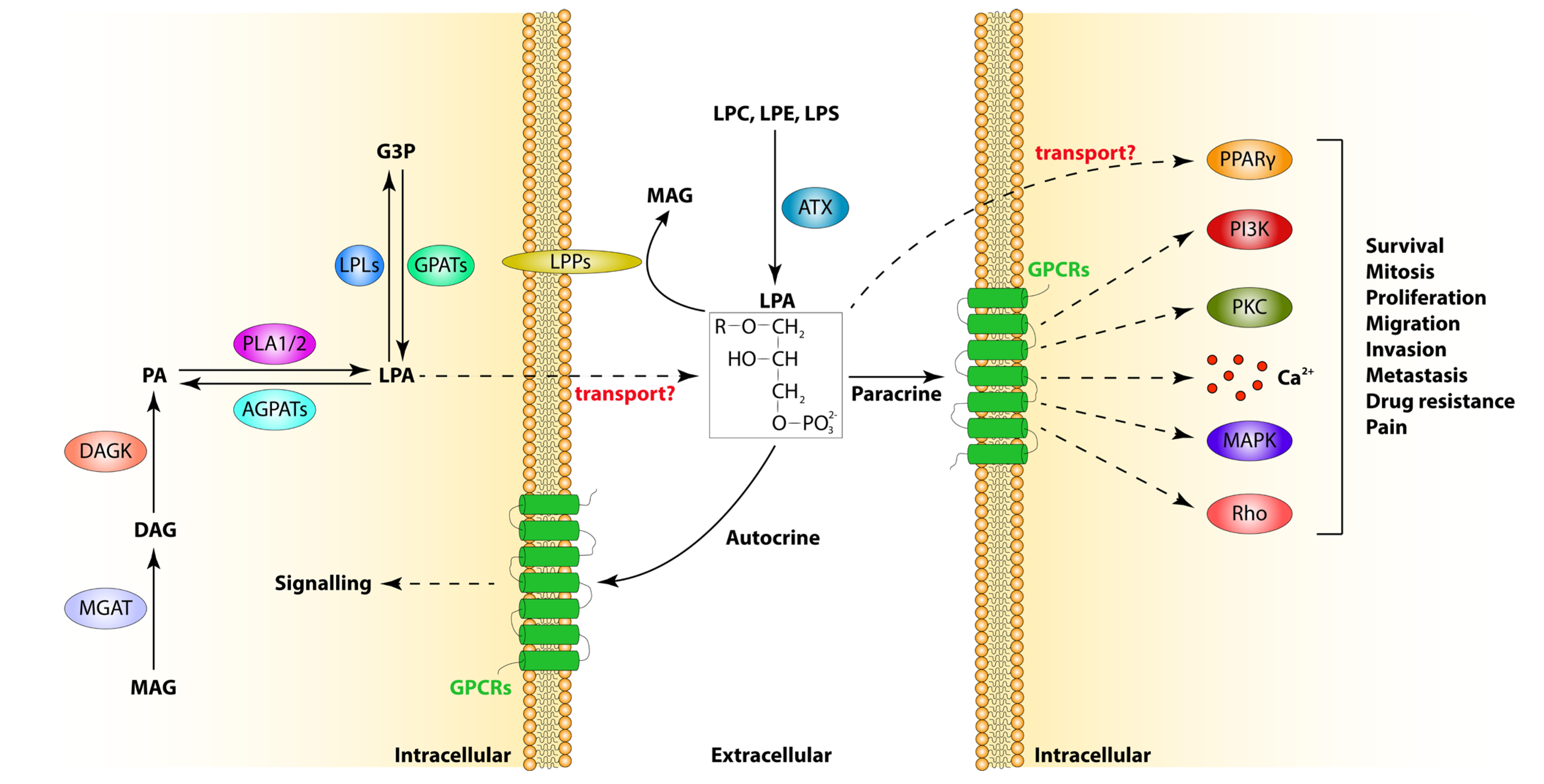 Cells 13 00629 g001 Cells 13 00629 g001