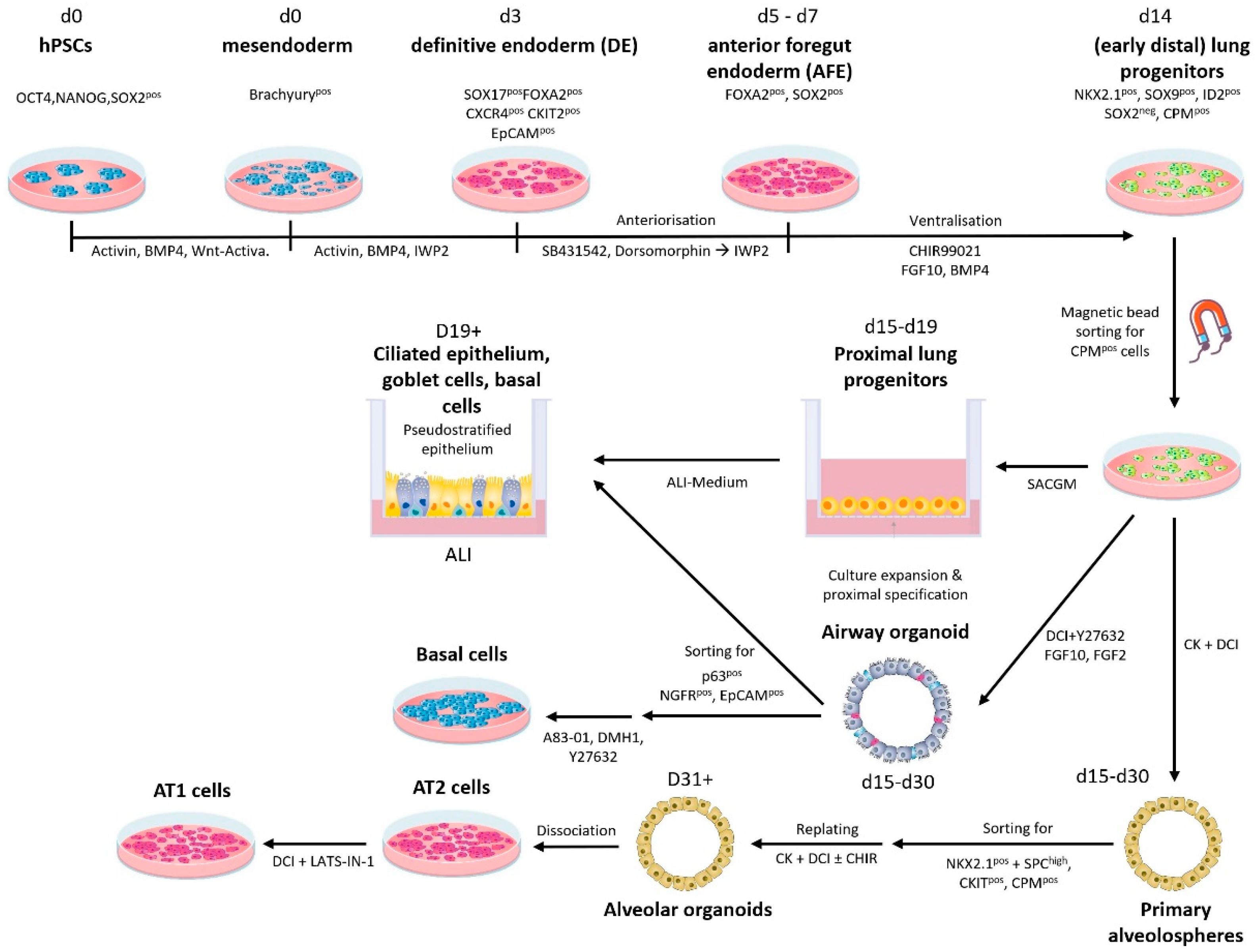 Cells | Free Full-Text | Unlocking the Future: Pluripotent Stem Cell ...