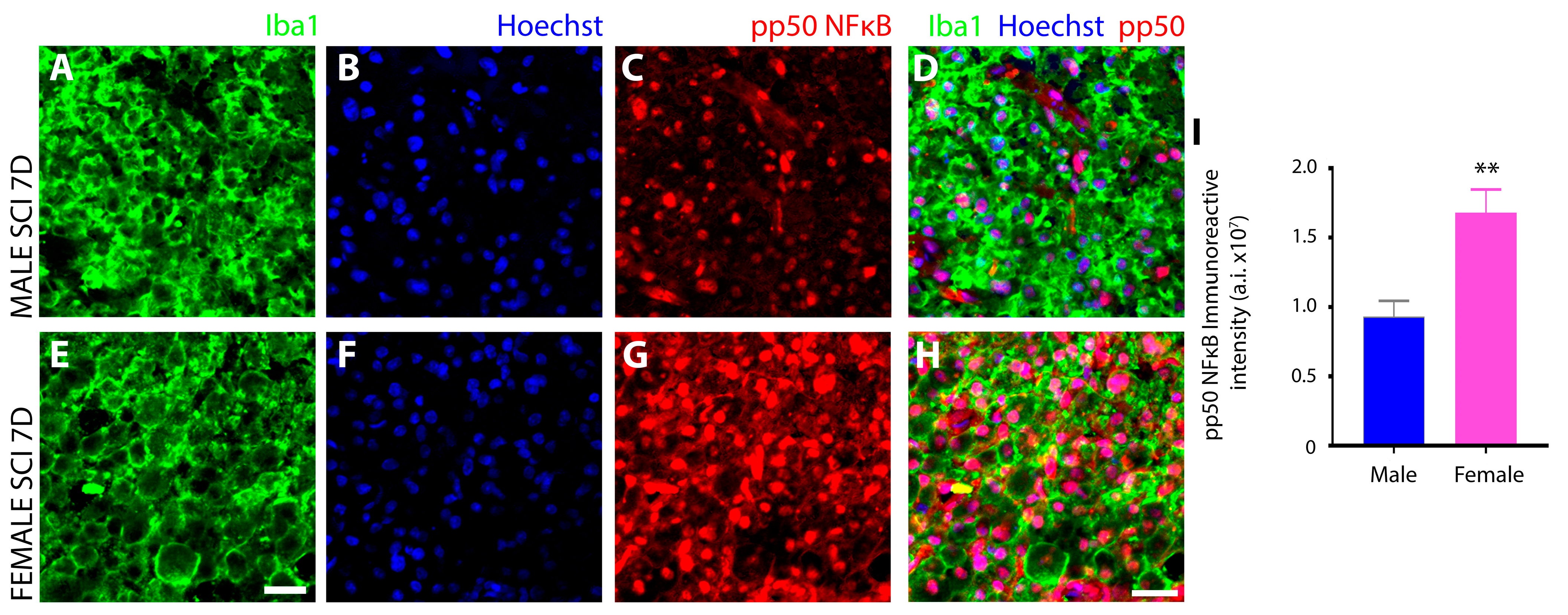 Cells 13 00645 g012 Cells 13 00645 g012