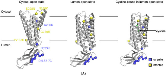 Cells | Free Full-Text | Residual Cystine Transport Activity for