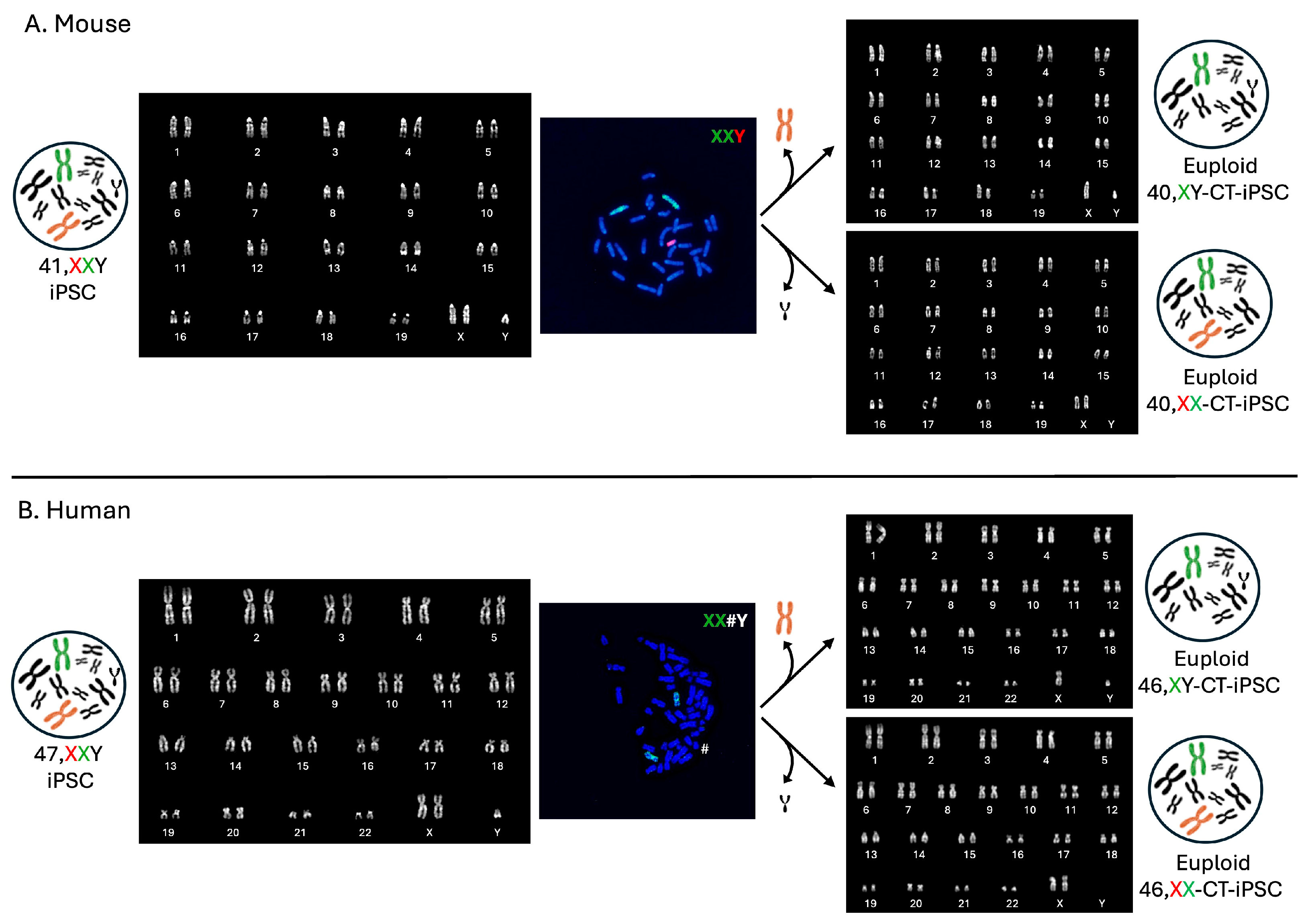 Cells 13 00666 g003 Cells 13 00666 g003