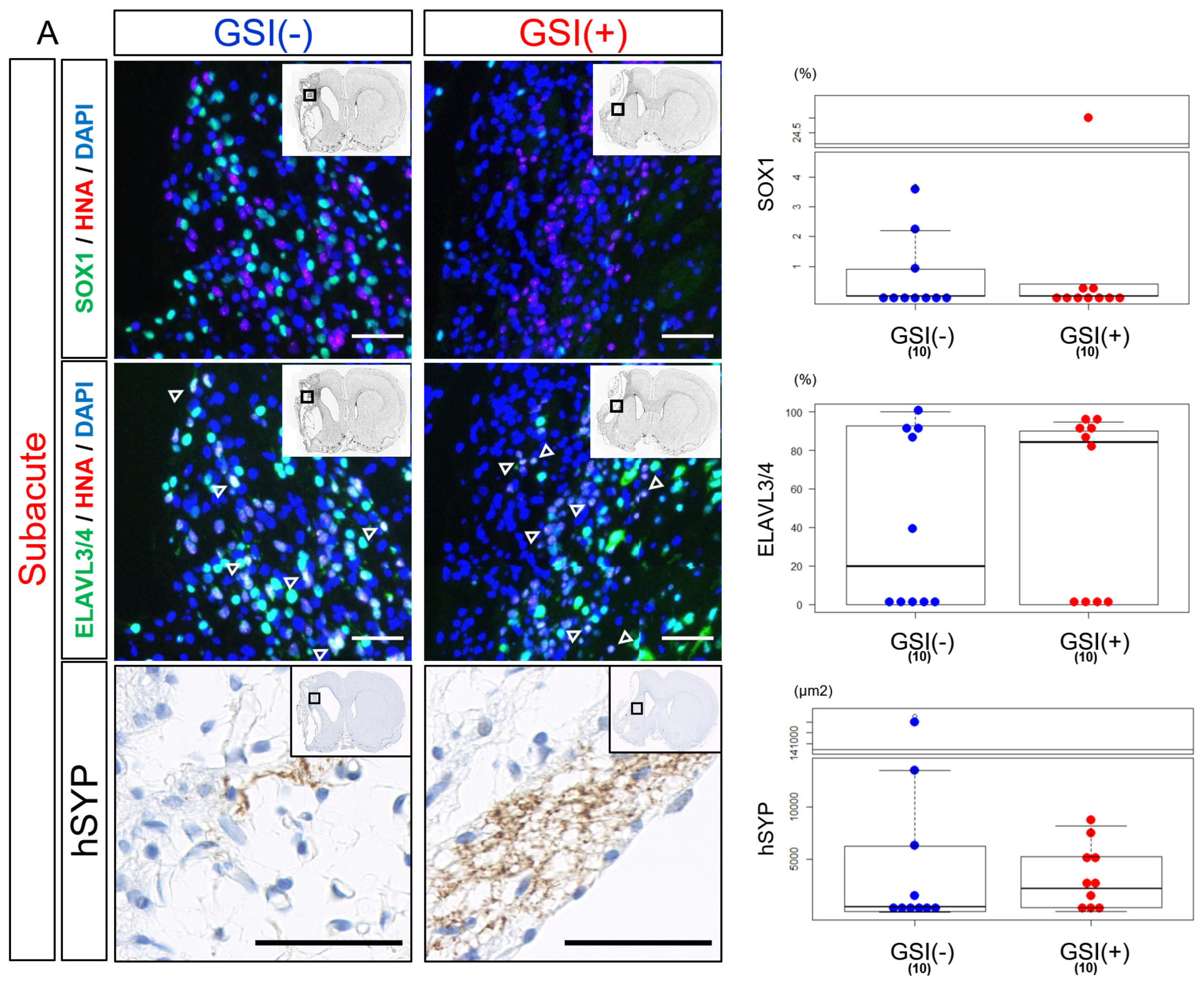 Cells 13 00671 g005a Cells 13 00671 g005a