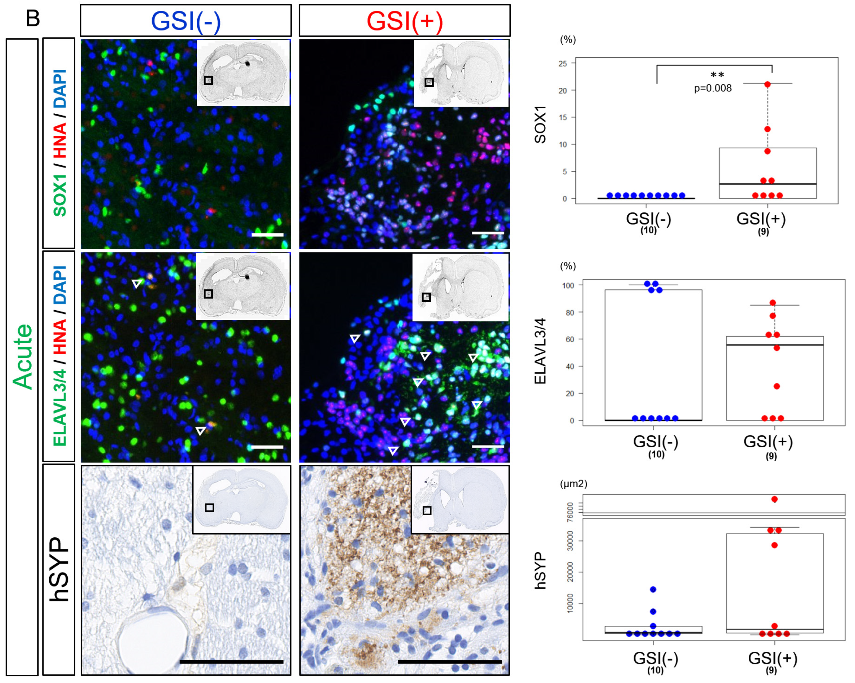 Cells 13 00671 g005b Cells 13 00671 g005b