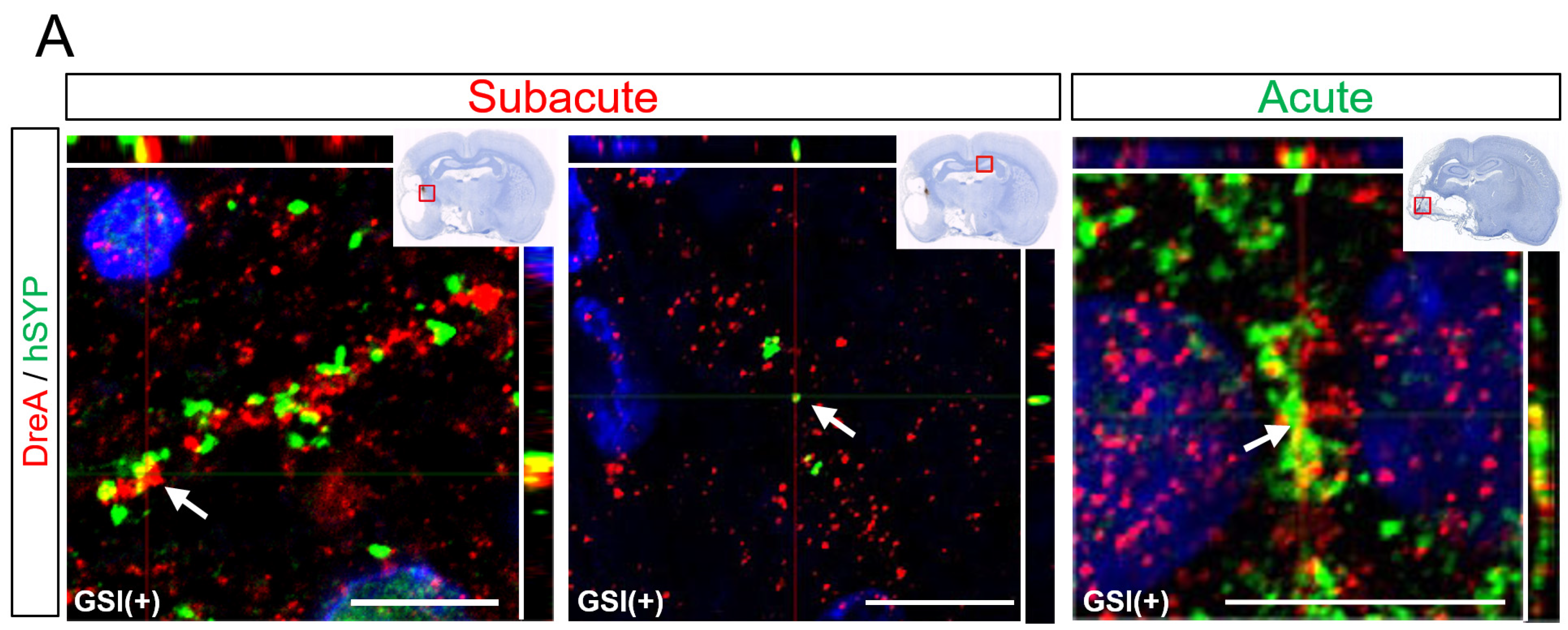 Cells 13 00671 g007a Cells 13 00671 g007a