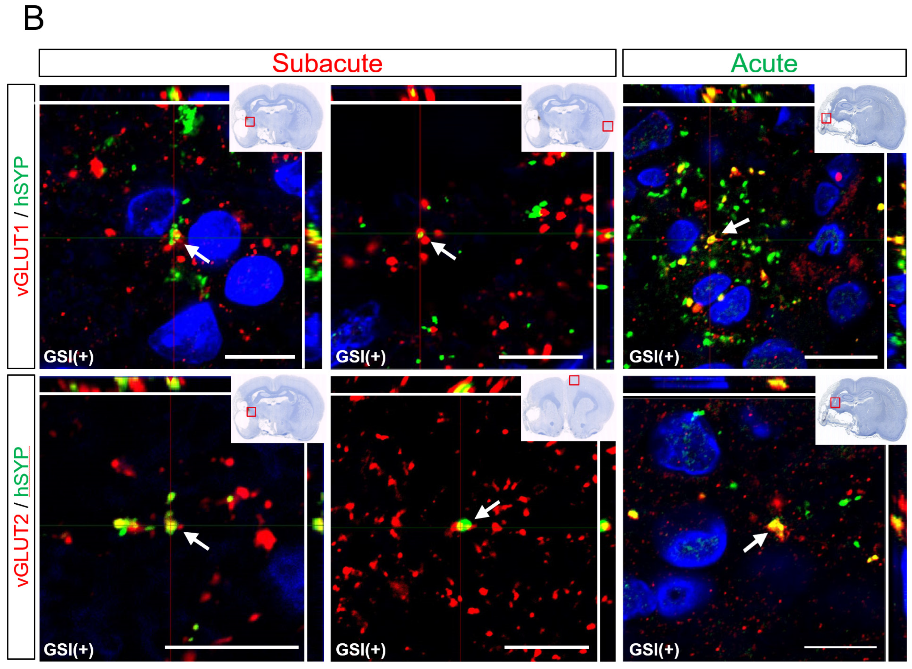Cells 13 00671 g007b Cells 13 00671 g007b