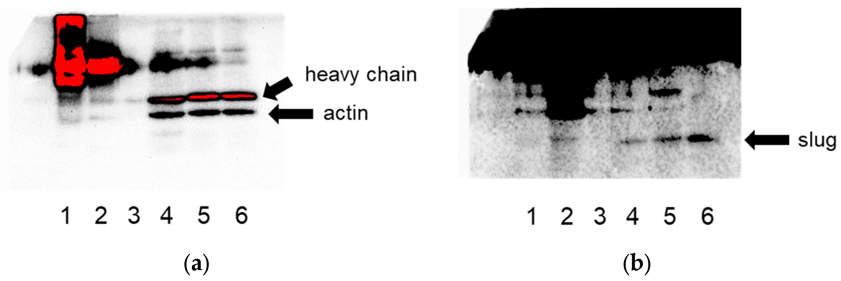Cells 13 00696 g001 Cells 13 00696 g001