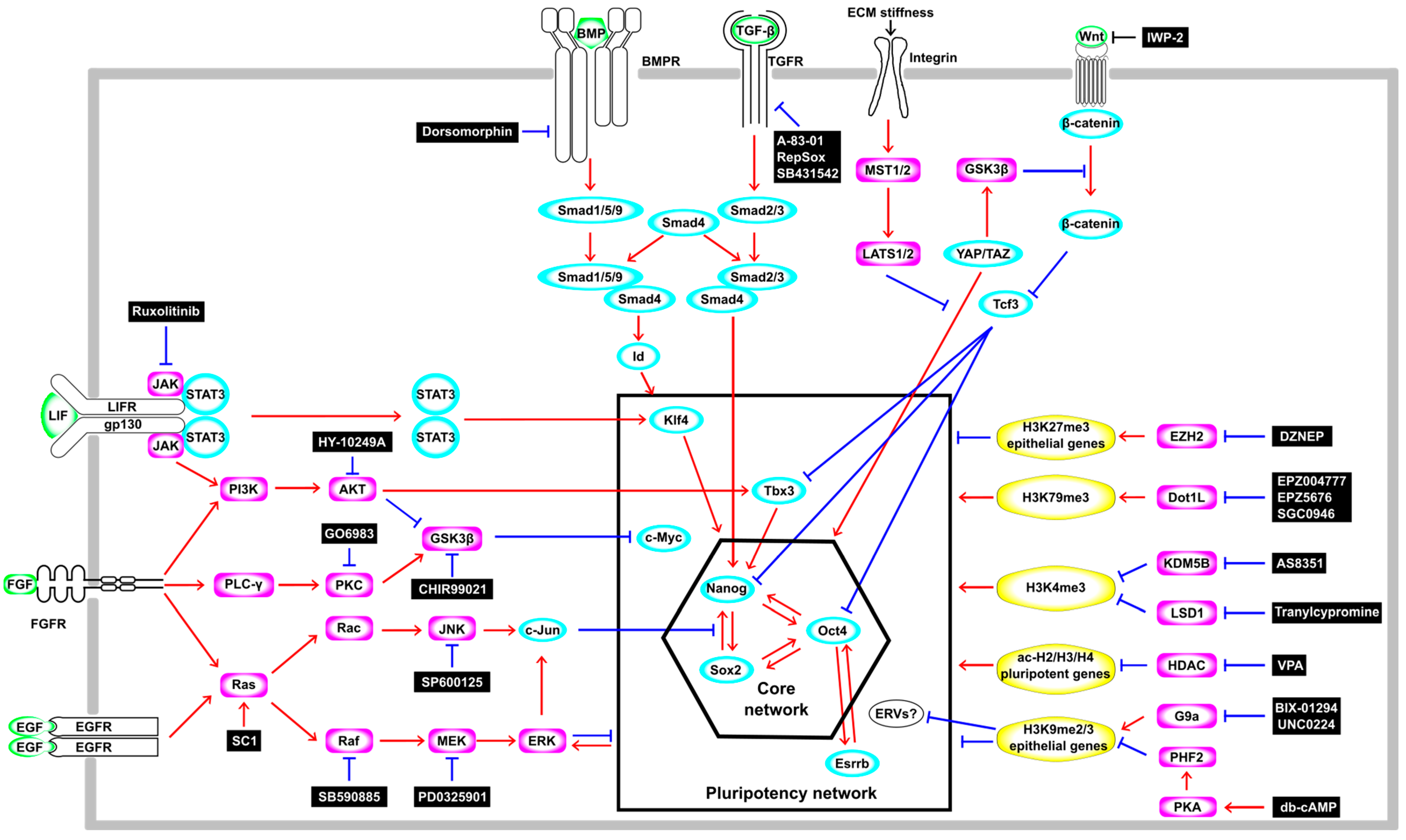 Cells | Free Full-Text | Lineage Reprogramming: Genetic, Chemical 