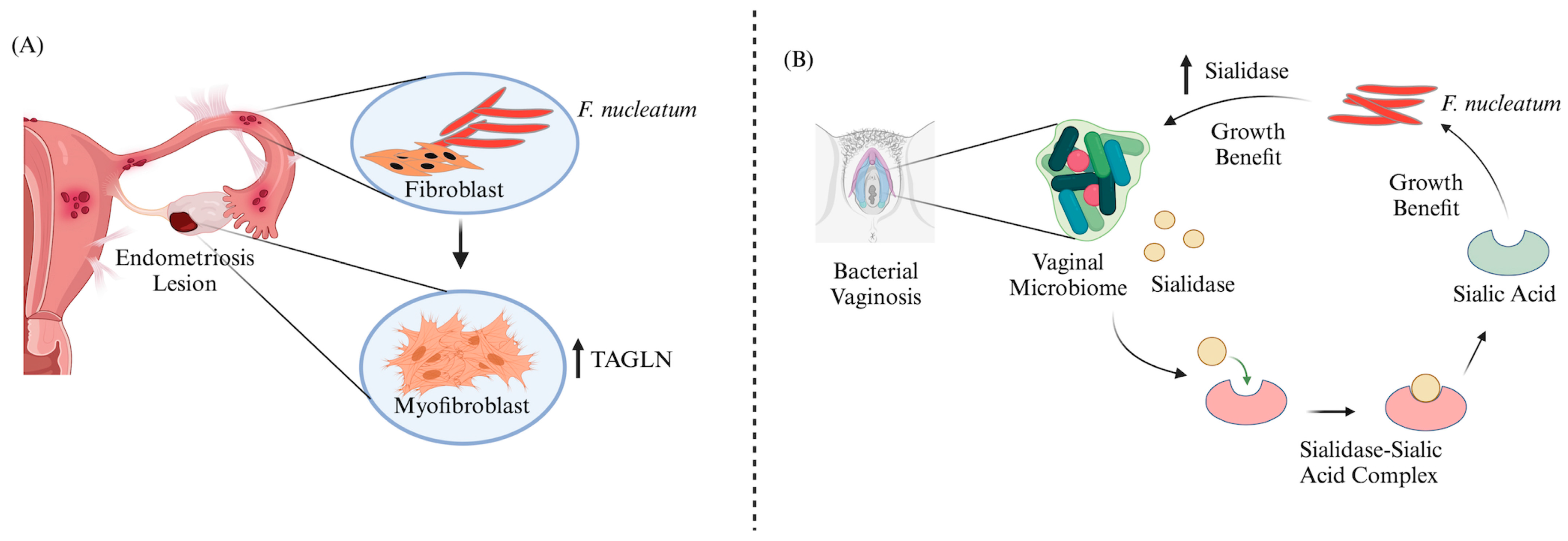 Cells | Free Full-Text | Fusobacterium nucleatum: An Overview of 