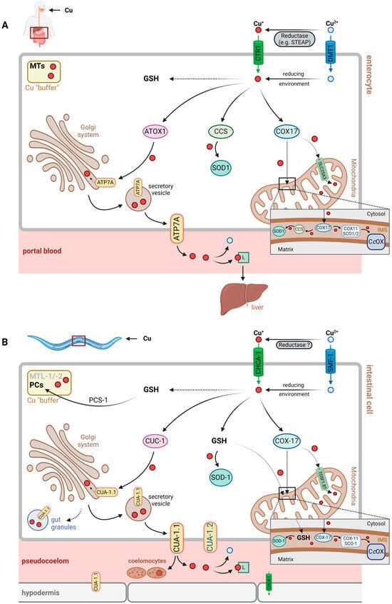 Cells | Free Full-Text | Copper Homeostasis in the Model Organism 